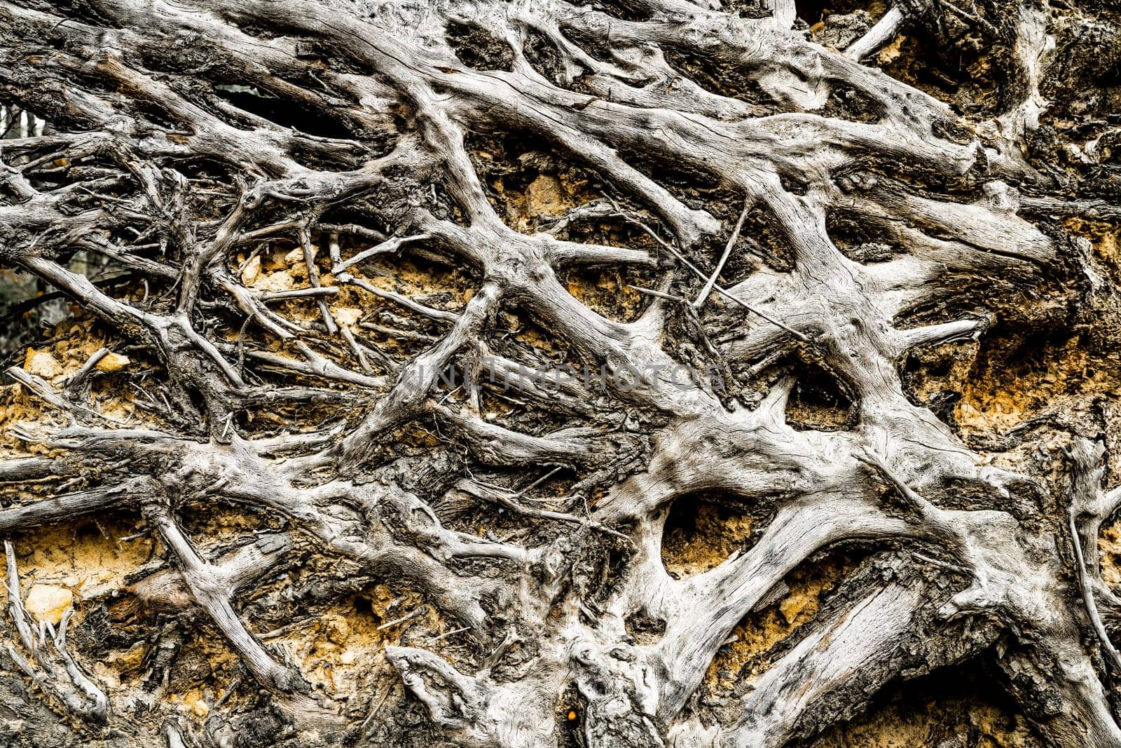 Close-up image of roots of a fallen tree