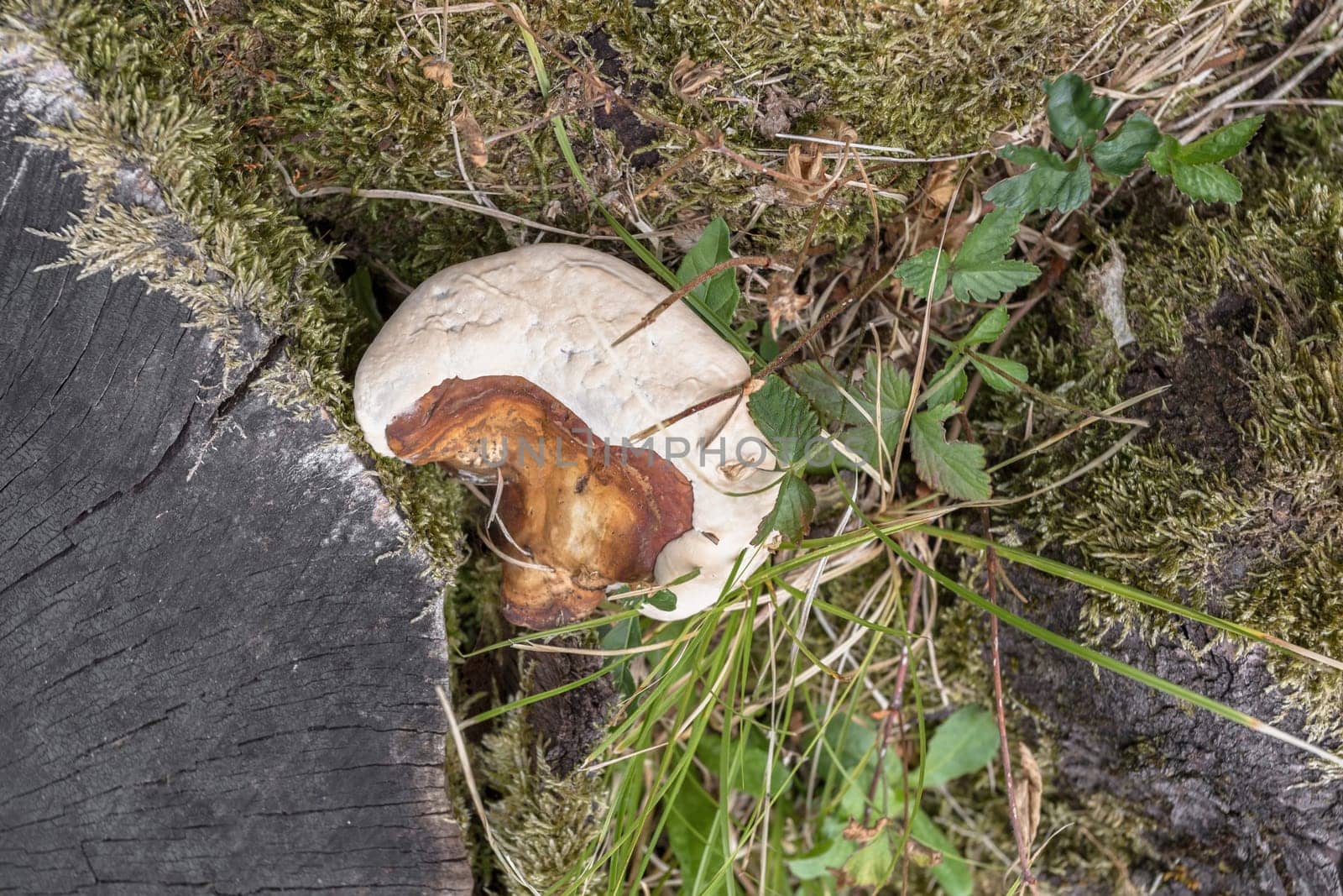 Mushroom growing on the trunk of a dead tree. Top view.