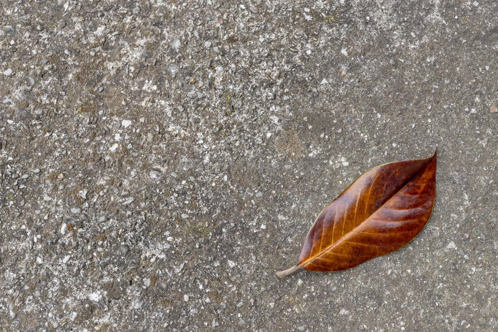 Brown dry leaf isolated on the gray ground