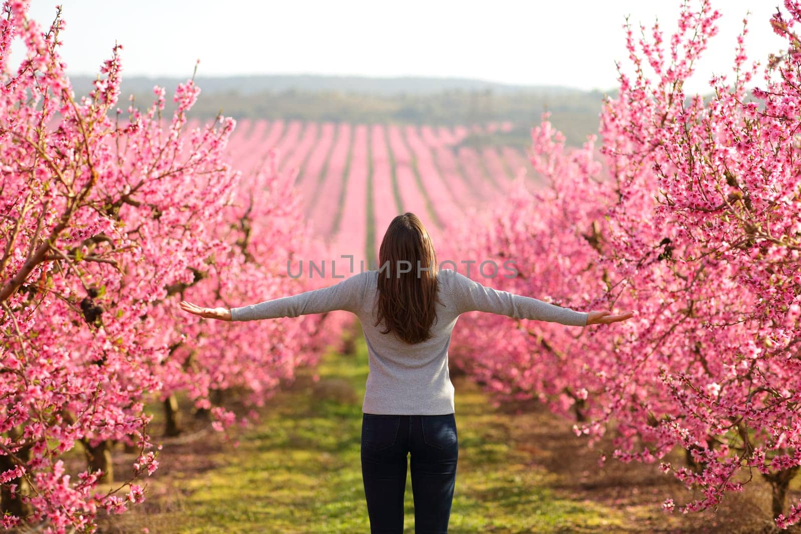 Back view of a happy woman outstretching arms in a pink flowered field celebrating spring season
