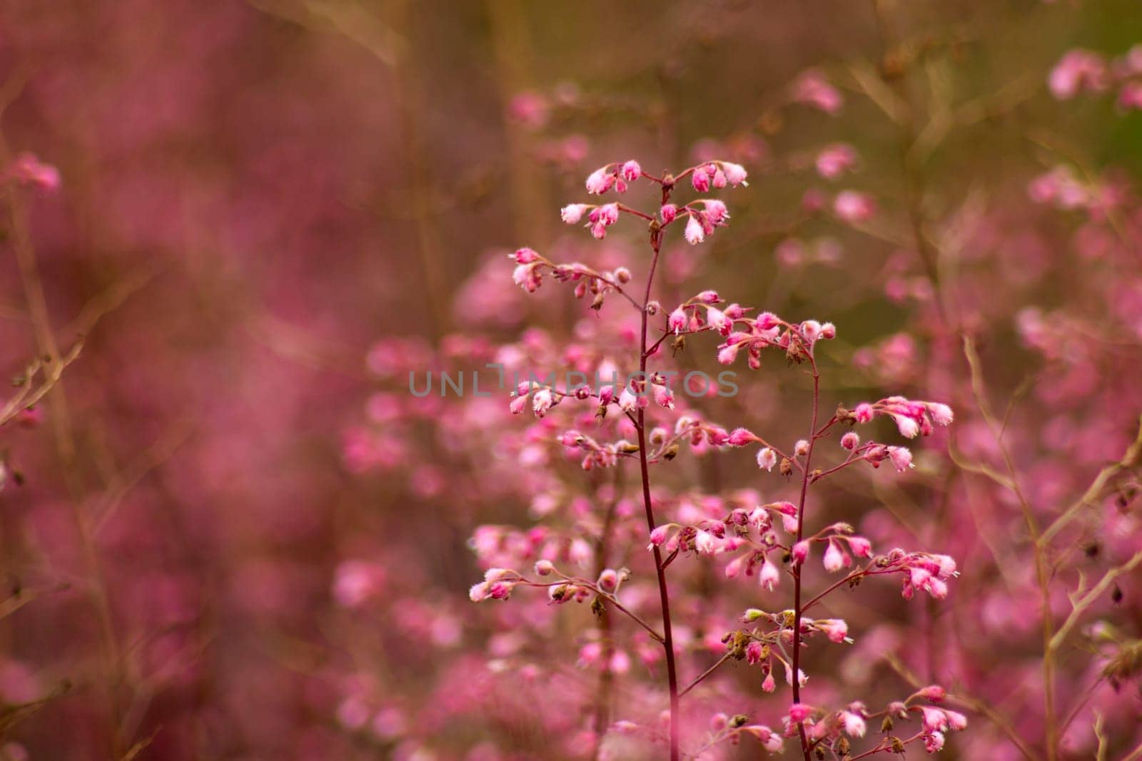 Lovely abstract background with pink flowers. Soft focus photo