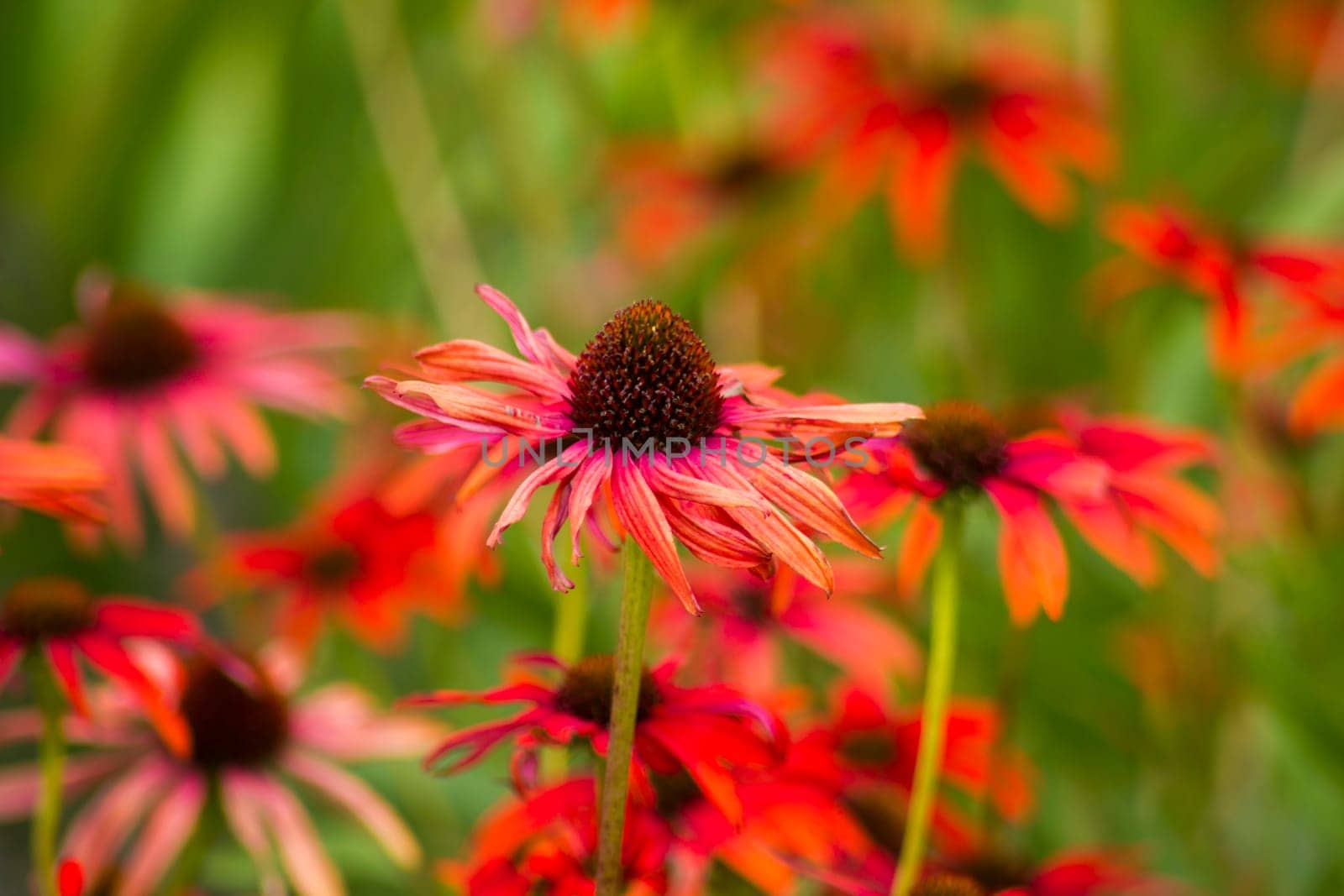 echinacea - coneflowers in the garden