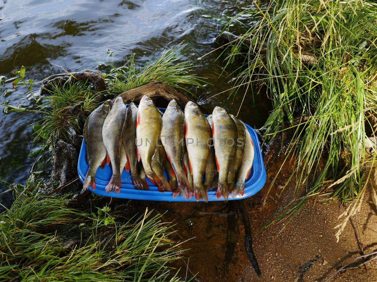 pile of freshly caught perch washed and placed on a tray by the water