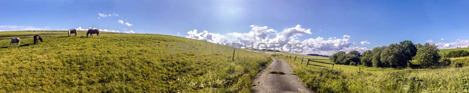 Panorama from beautiful meadows with country road and horses on a sunny day in hesse germany
