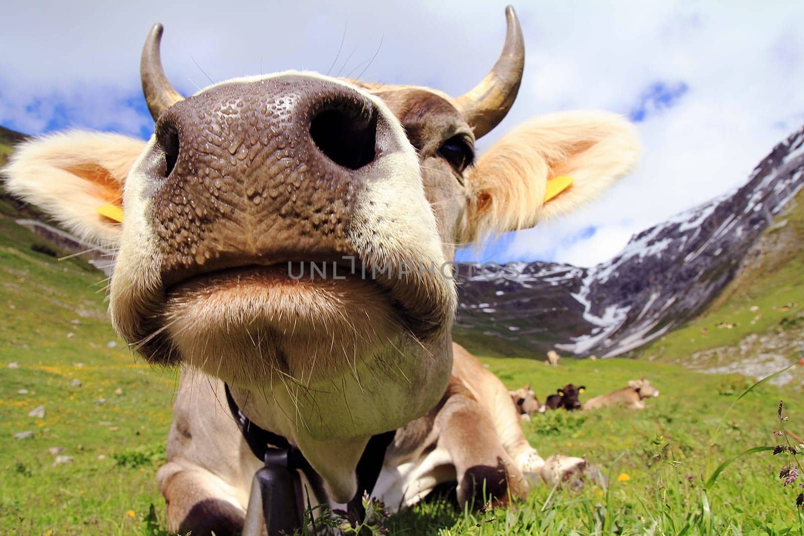 Wide angle shot of a pretty cow with horns in the mountains
