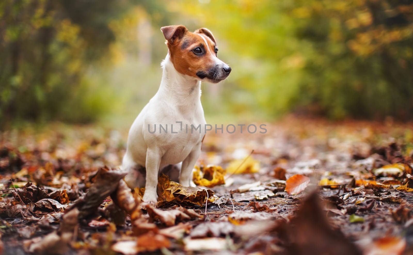 Small Jack Russell terrier sitting on meadow with yellow orange leaves in autumn, blurred trees background.