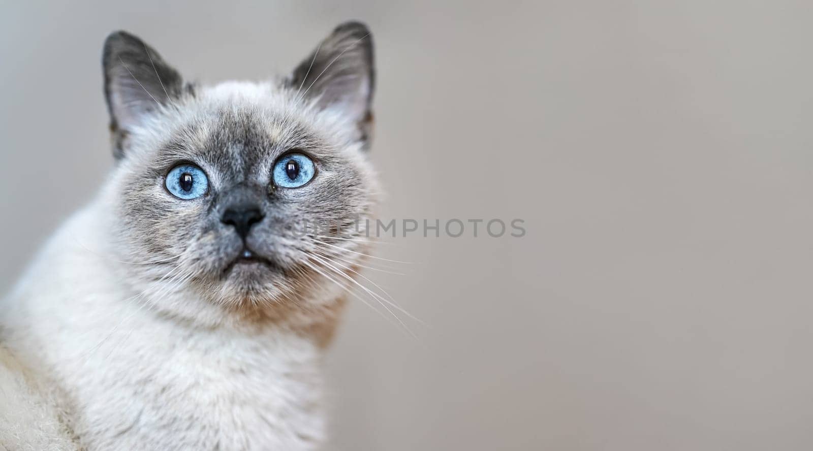 Older gray cat with piercing blue eyes, closeup detail, space for text right side.