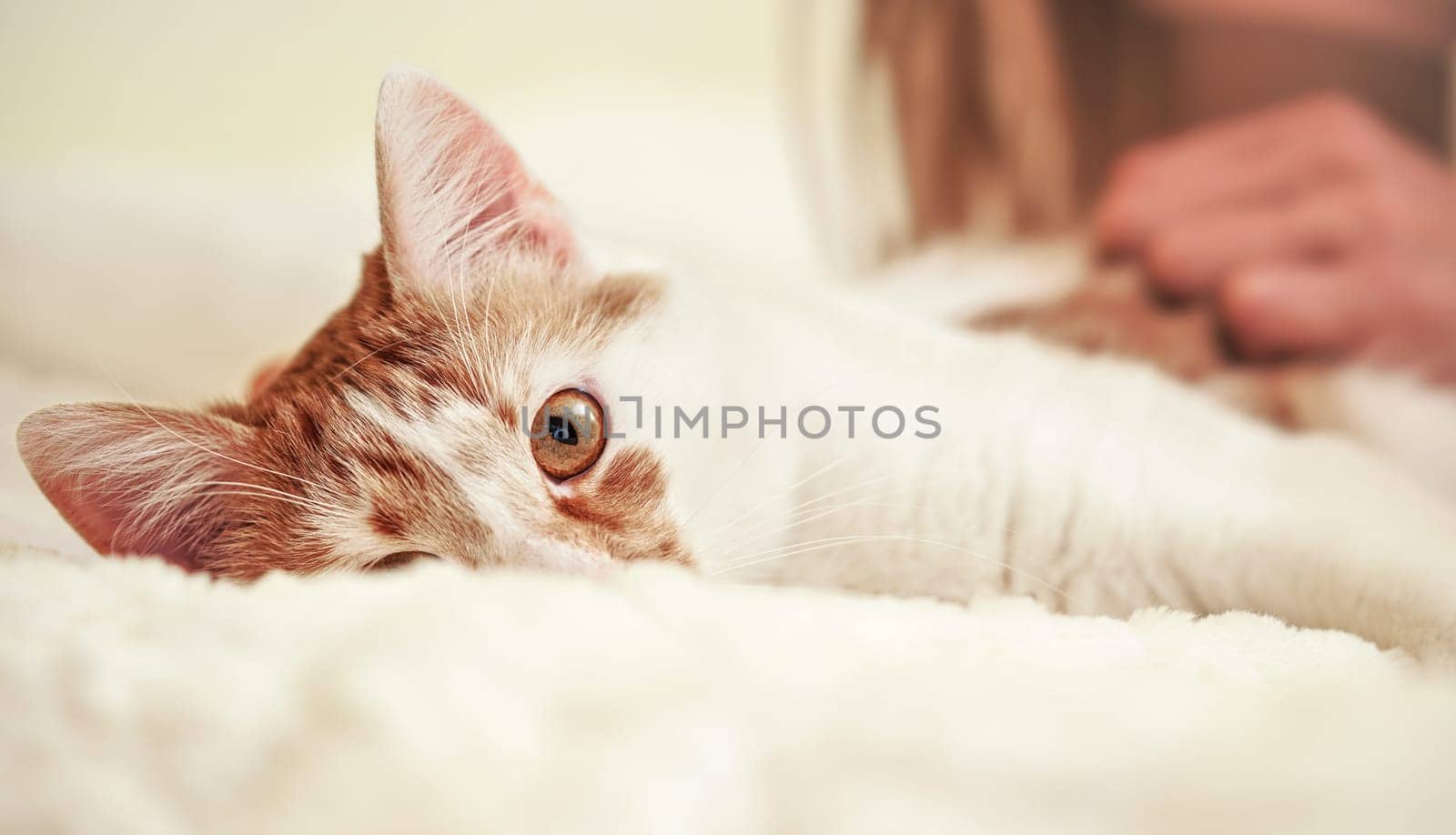 Light brown or beige and white cat, resting on the bed closeup detail, only one eye visible.