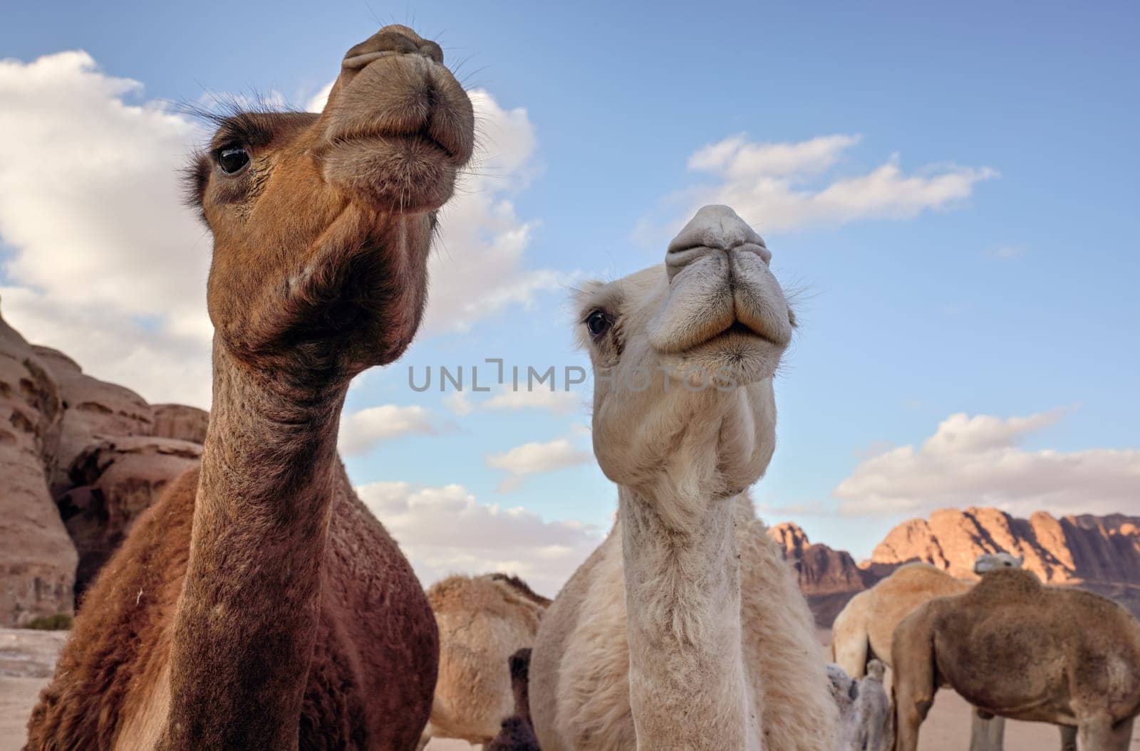 Two camel heads, closeup detail as they're curious.