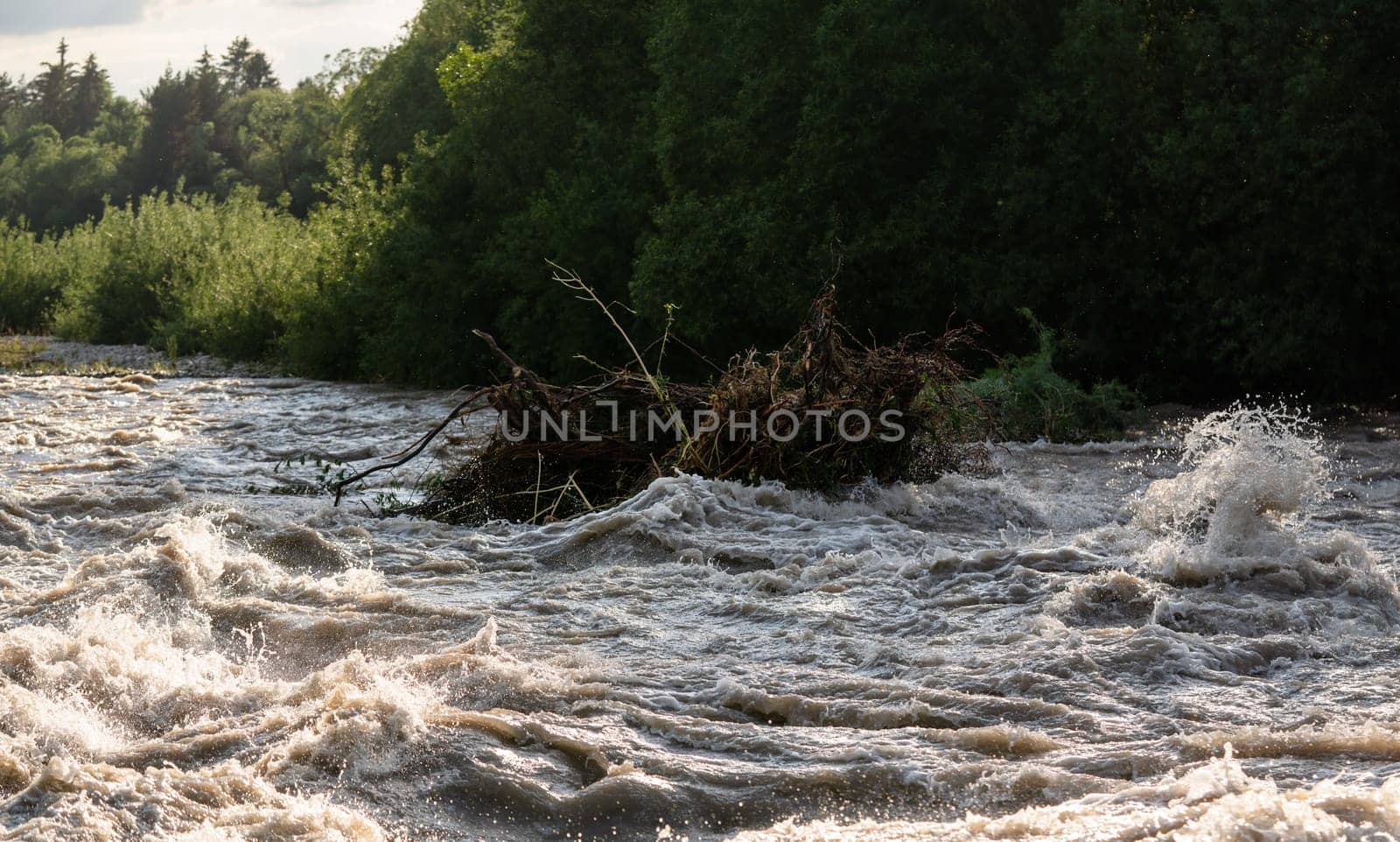 Sun shines on dirty flood water flowing rapidly in river, taking some small trees with roots.
