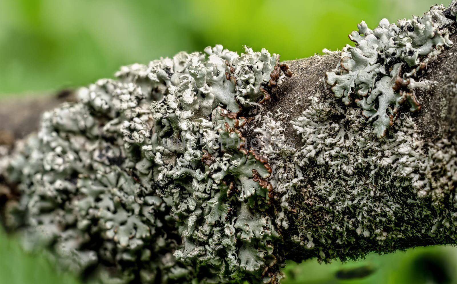Tube lichen, also known as monk's-hood - Hypogymnia physodes - growing on tree branch, closeup detail, blurred grass background.