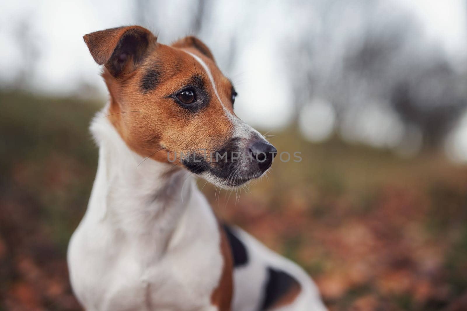 Small Jack Russell terrier dog detail on head and face, nice blurred bokeh autumn background.