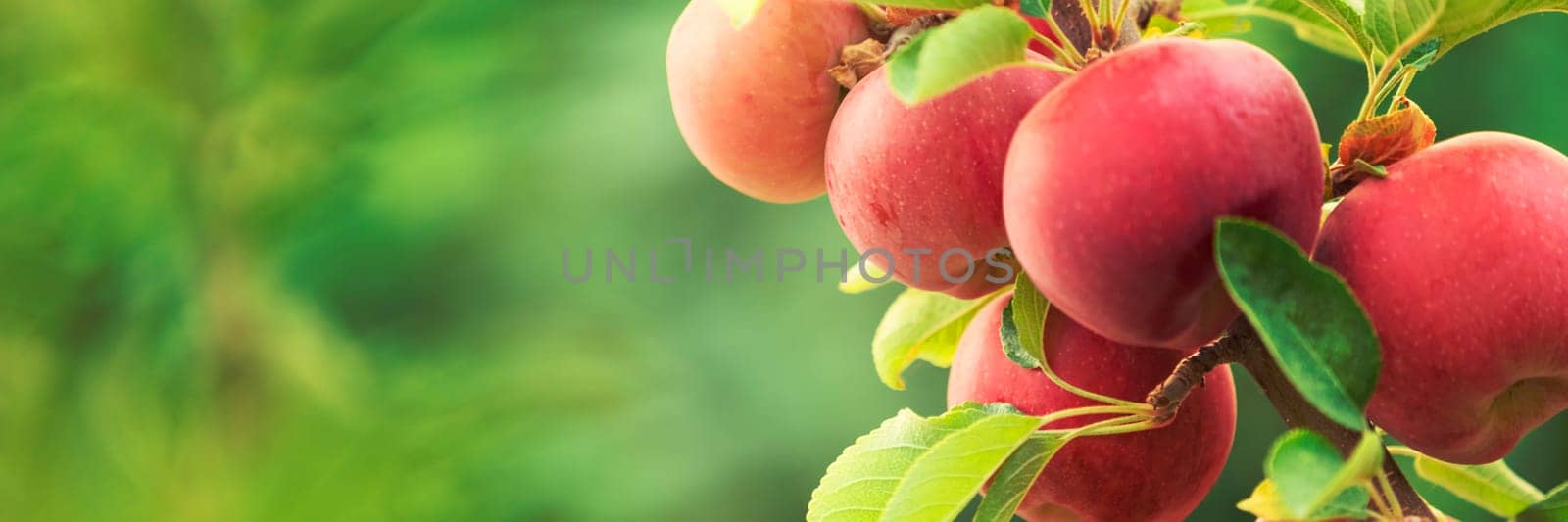 Apple tree close-up on branch full of red apples