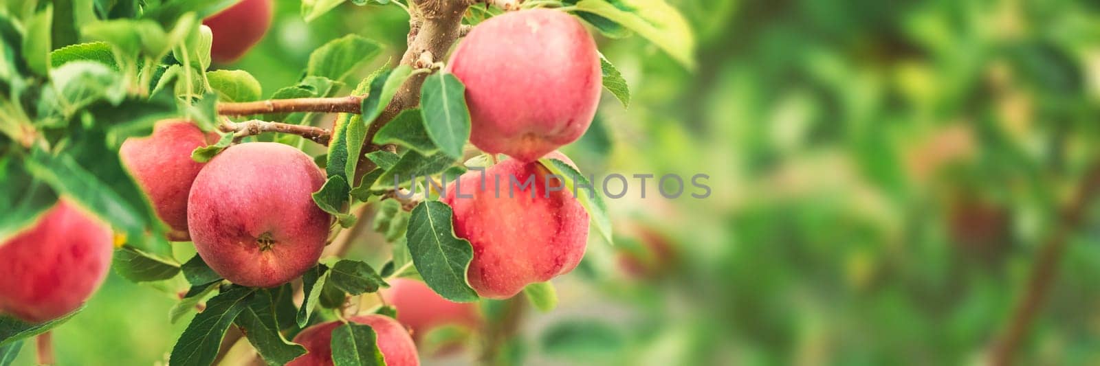 Apple tree close-up on branch full of red apples