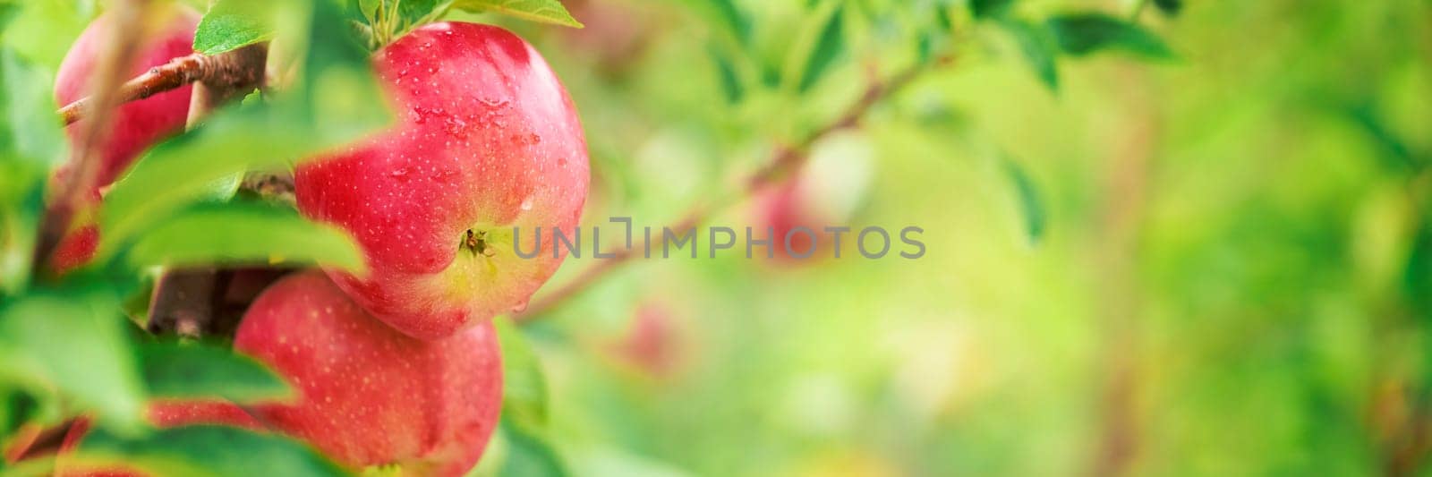 Apple tree close-up on branch full of red apples