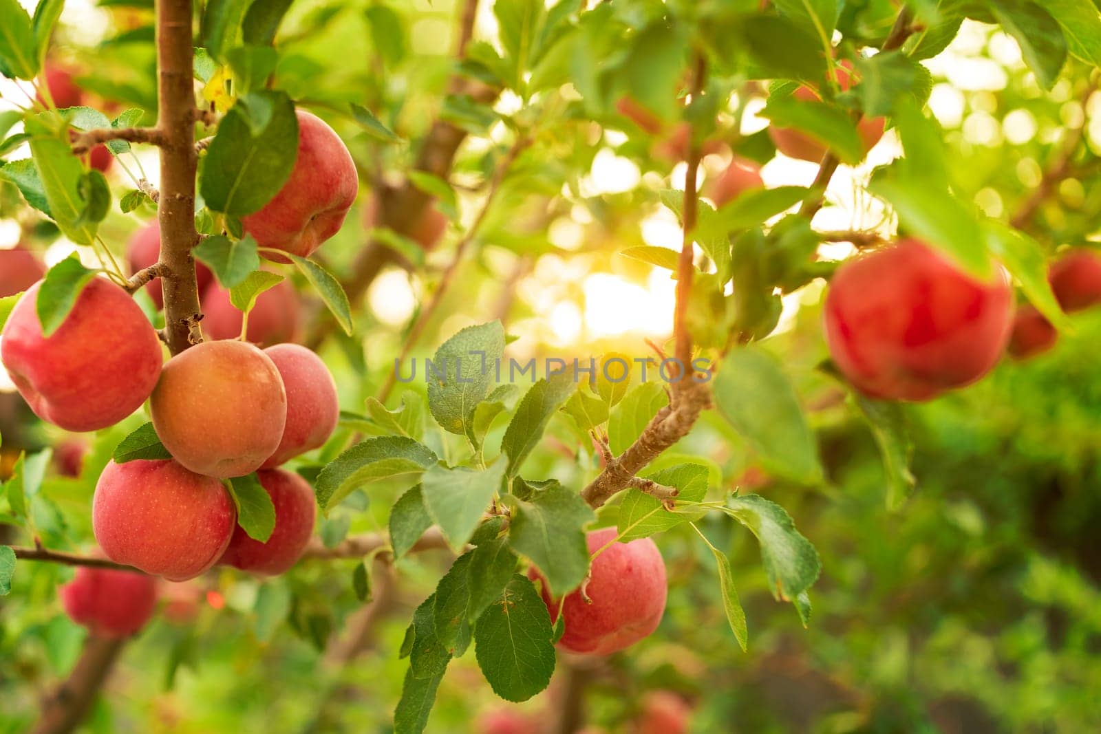 Apple tree close-up on branch full of red apples