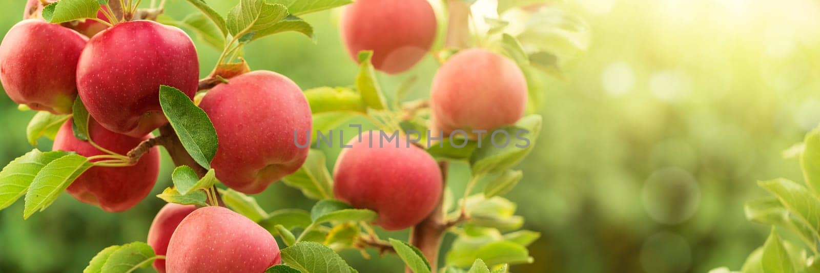 Apple tree close-up on branch full of red apples