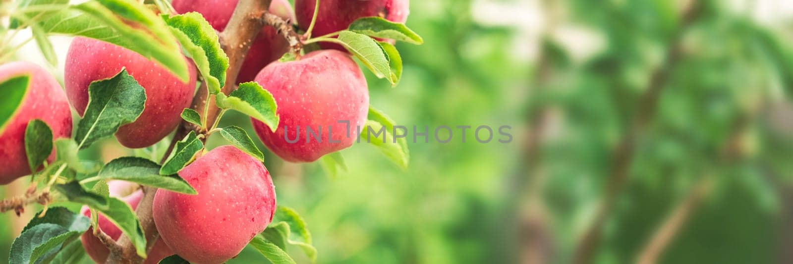 Apple tree close-up on branch full of red apples