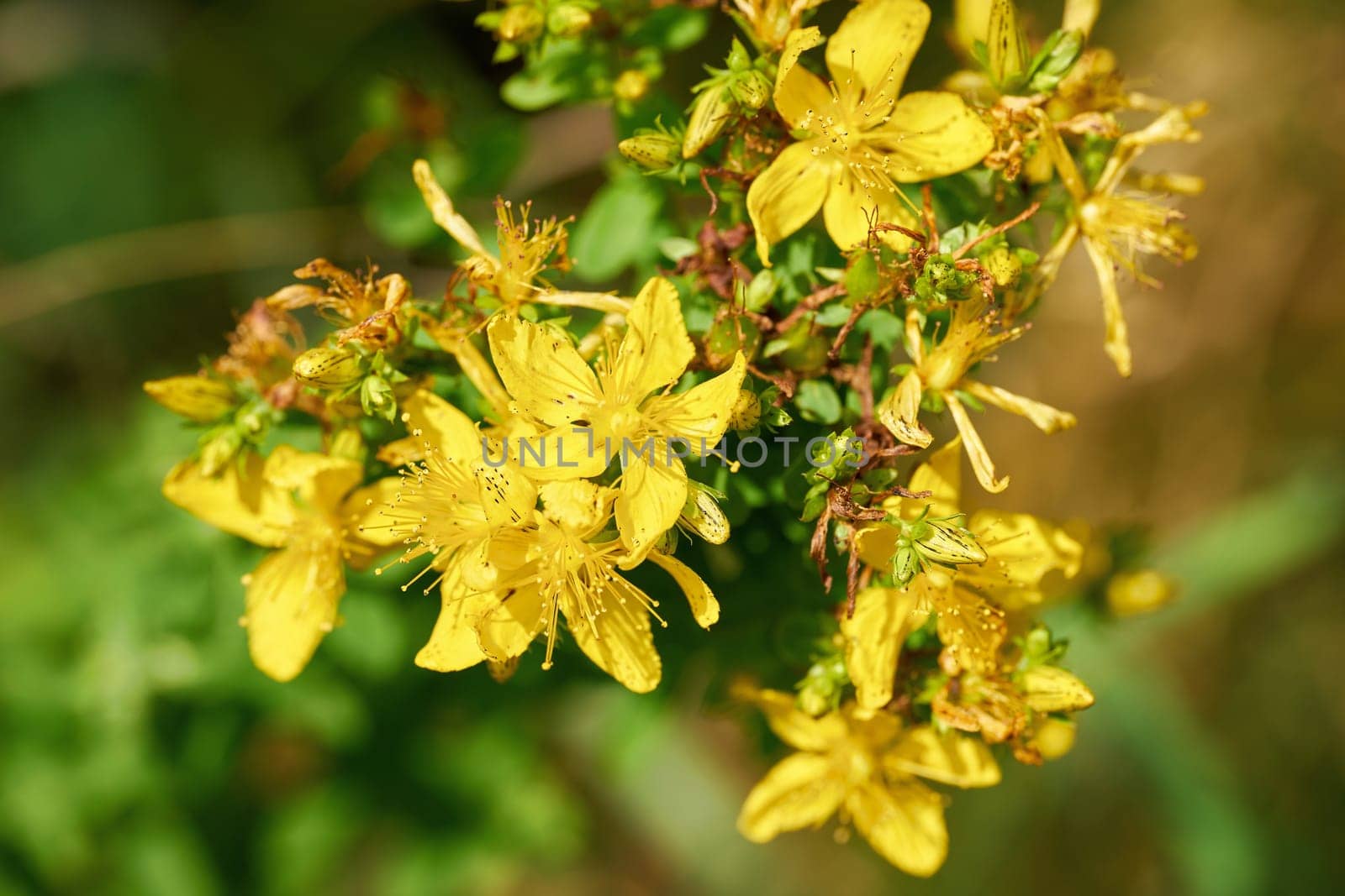 flowering St. John's wort (Hypericum perforatum), a popular herb in herbal medicine