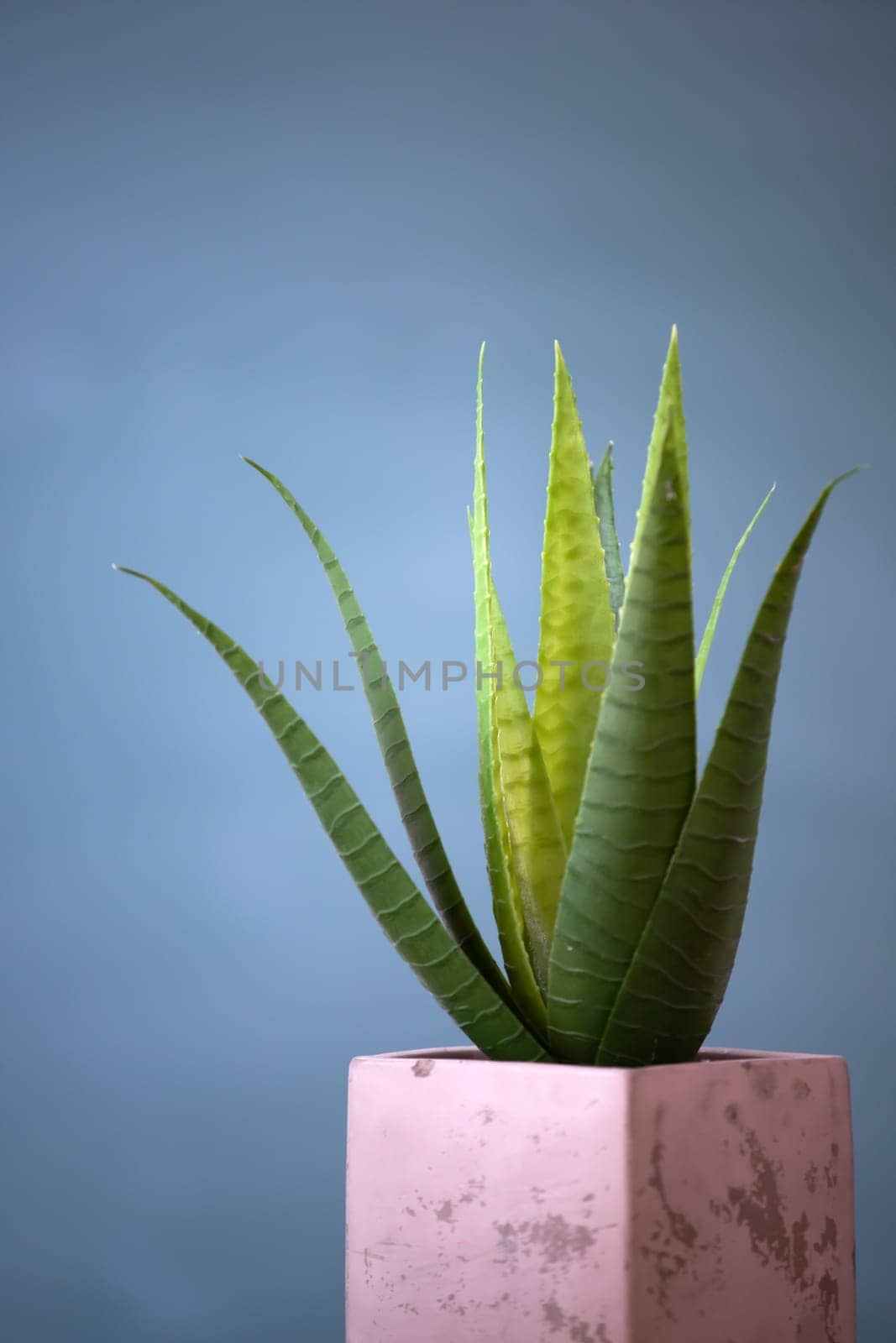 Green succulent plant on dark background. Free Space.