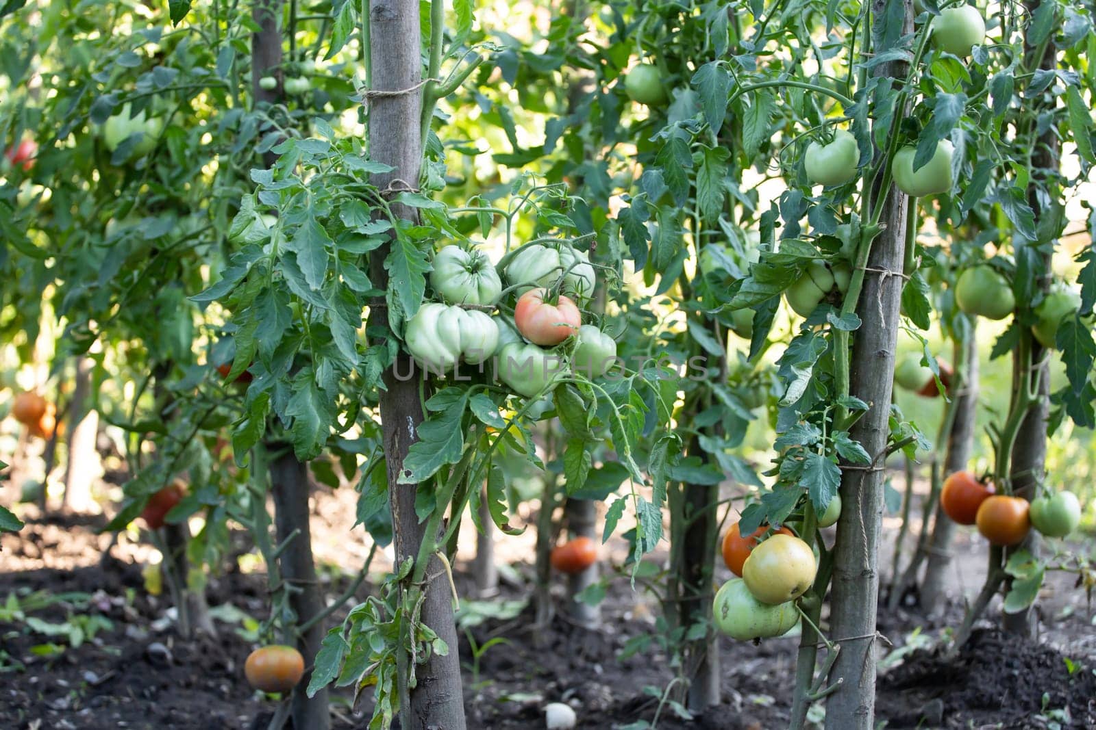 Ripe and unripe tomatoes grow in the garden.
