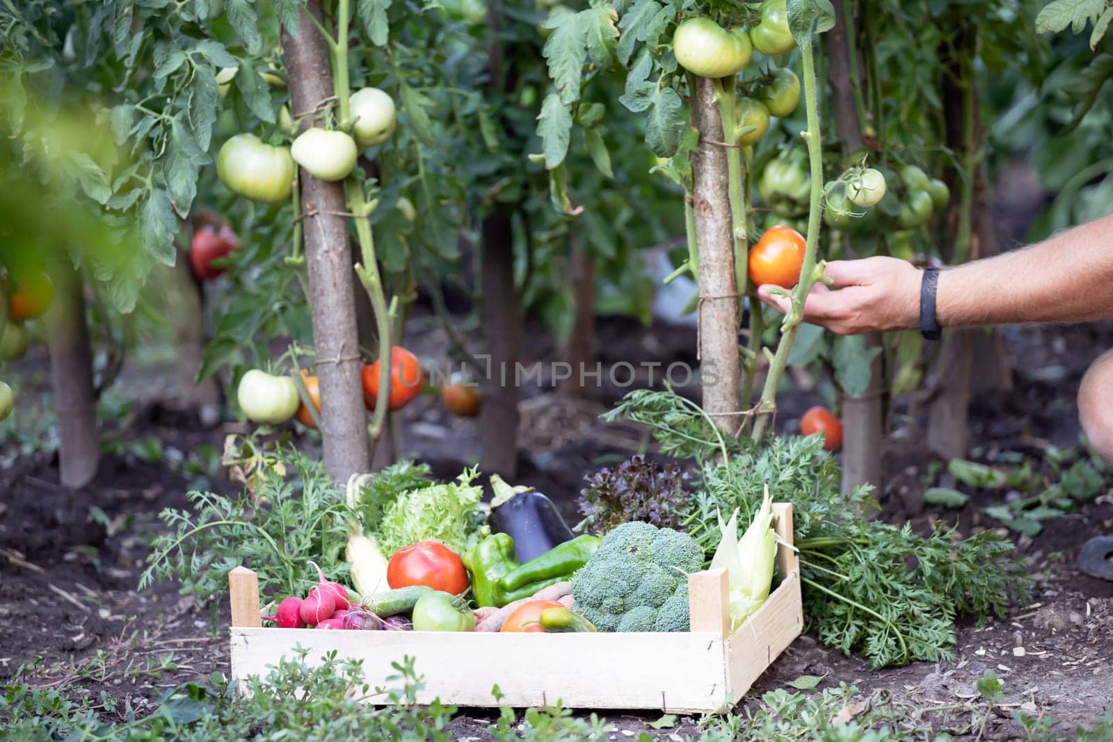 Hands harvesting fresh organic tomatoes in the garden. Gardening concept