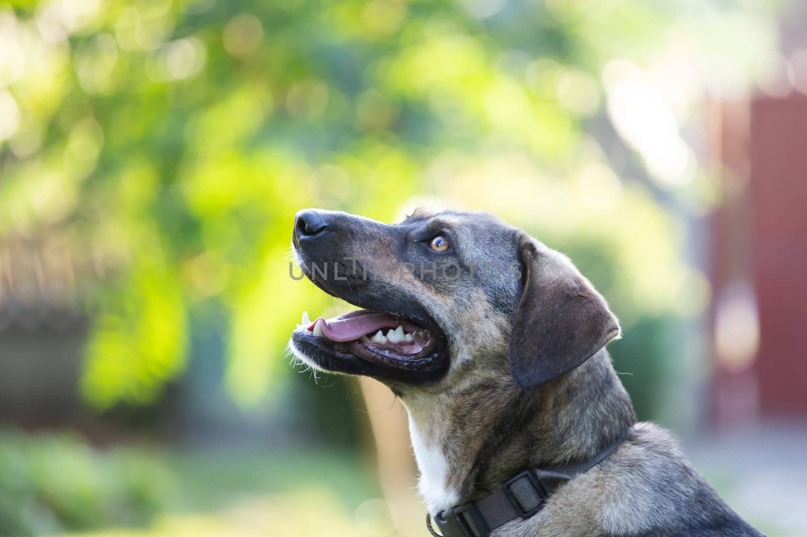 Portrait photo of an adorable mongrel dog