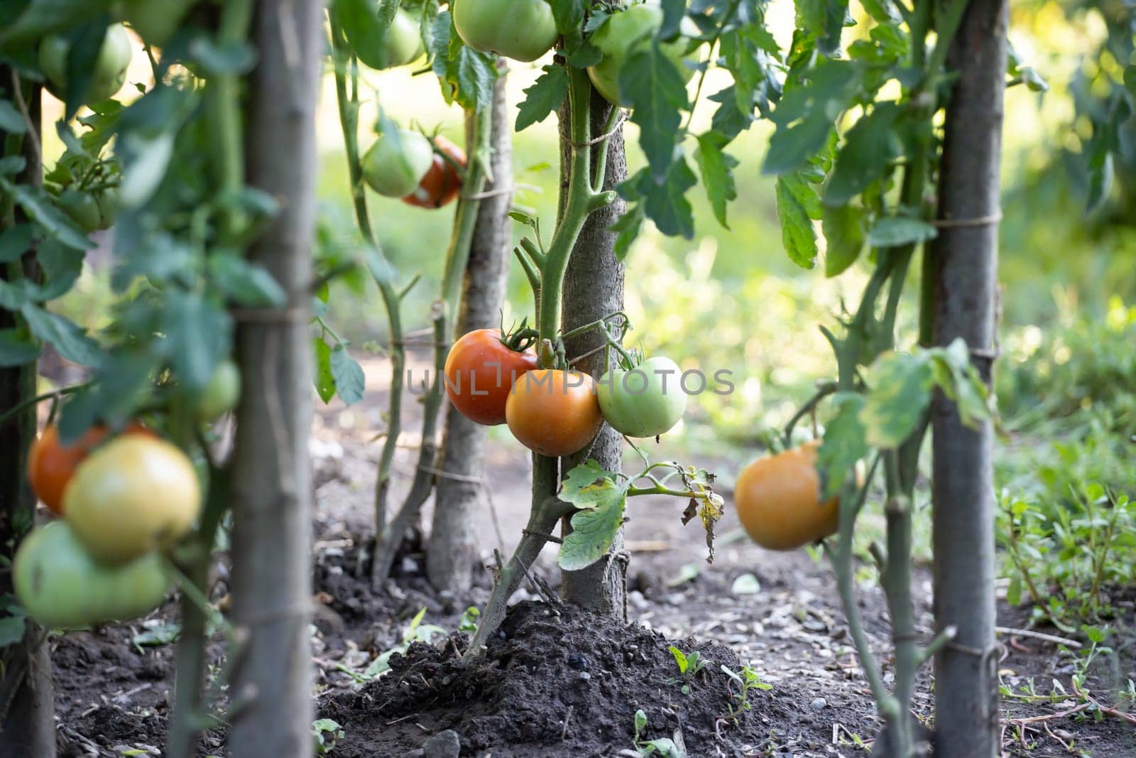 Ripe and unripe tomatoes grow in the garden.
