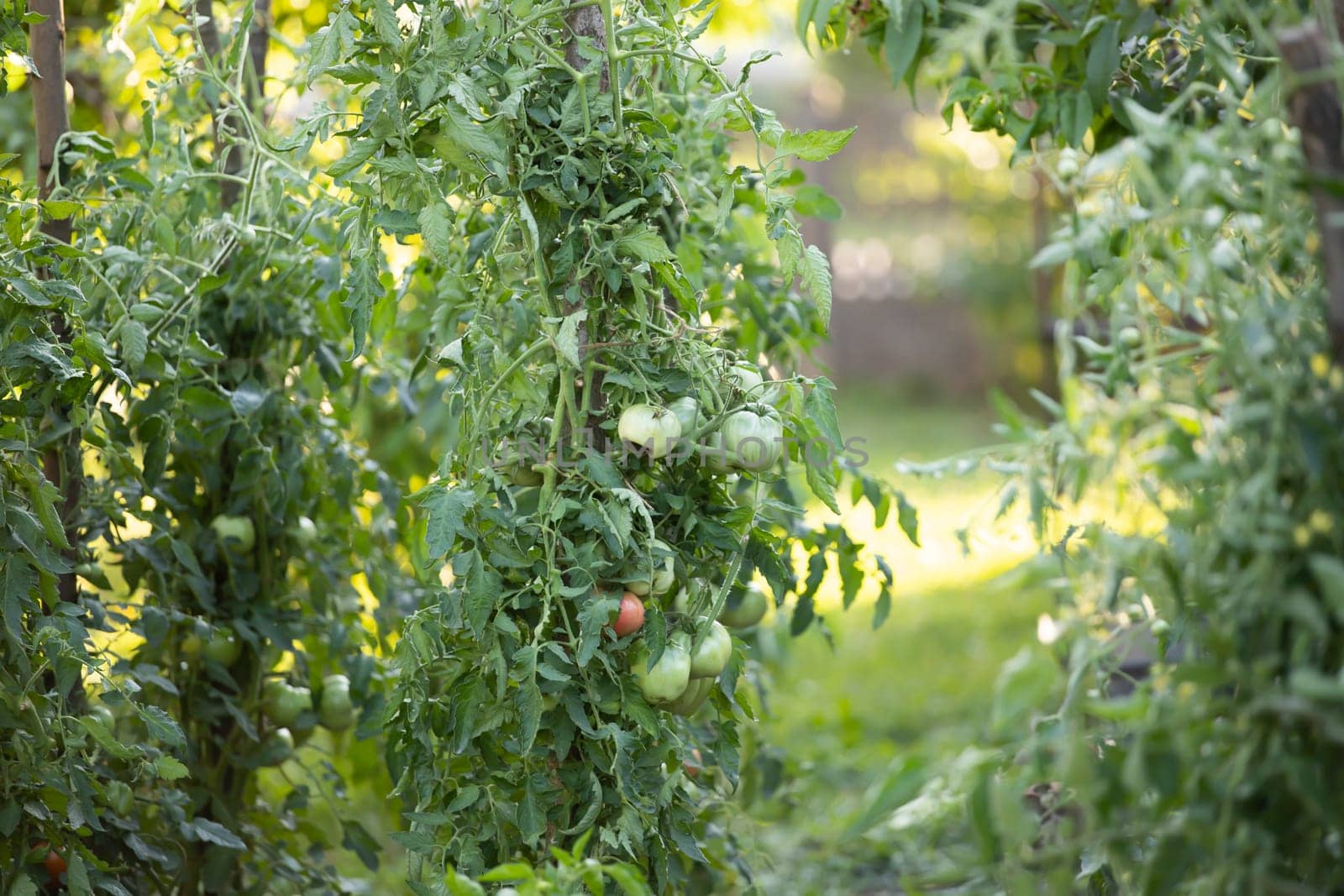 Ripe and unripe tomatoes grow in the garden.