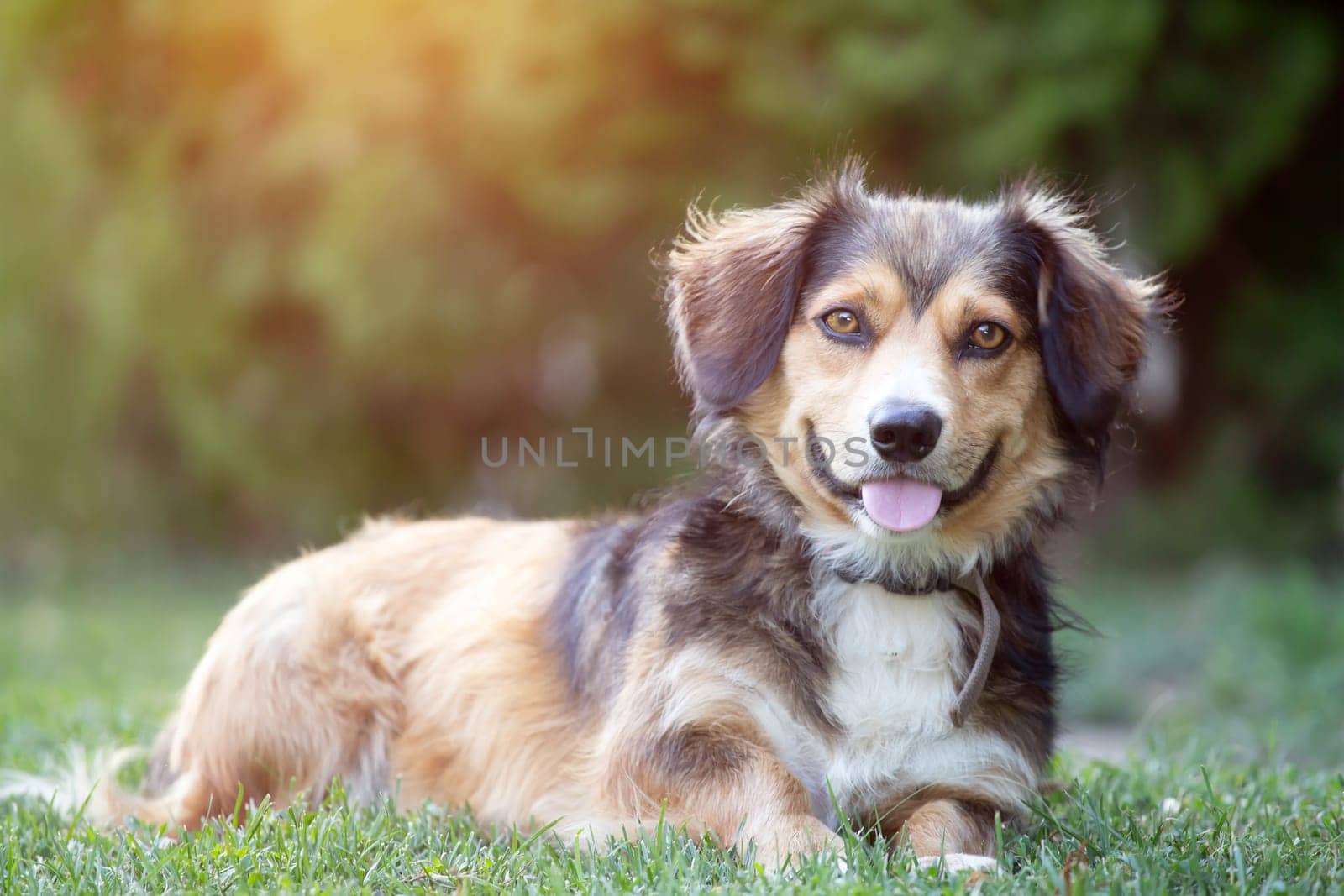 Portrait photo of an adorable mongrel dog
