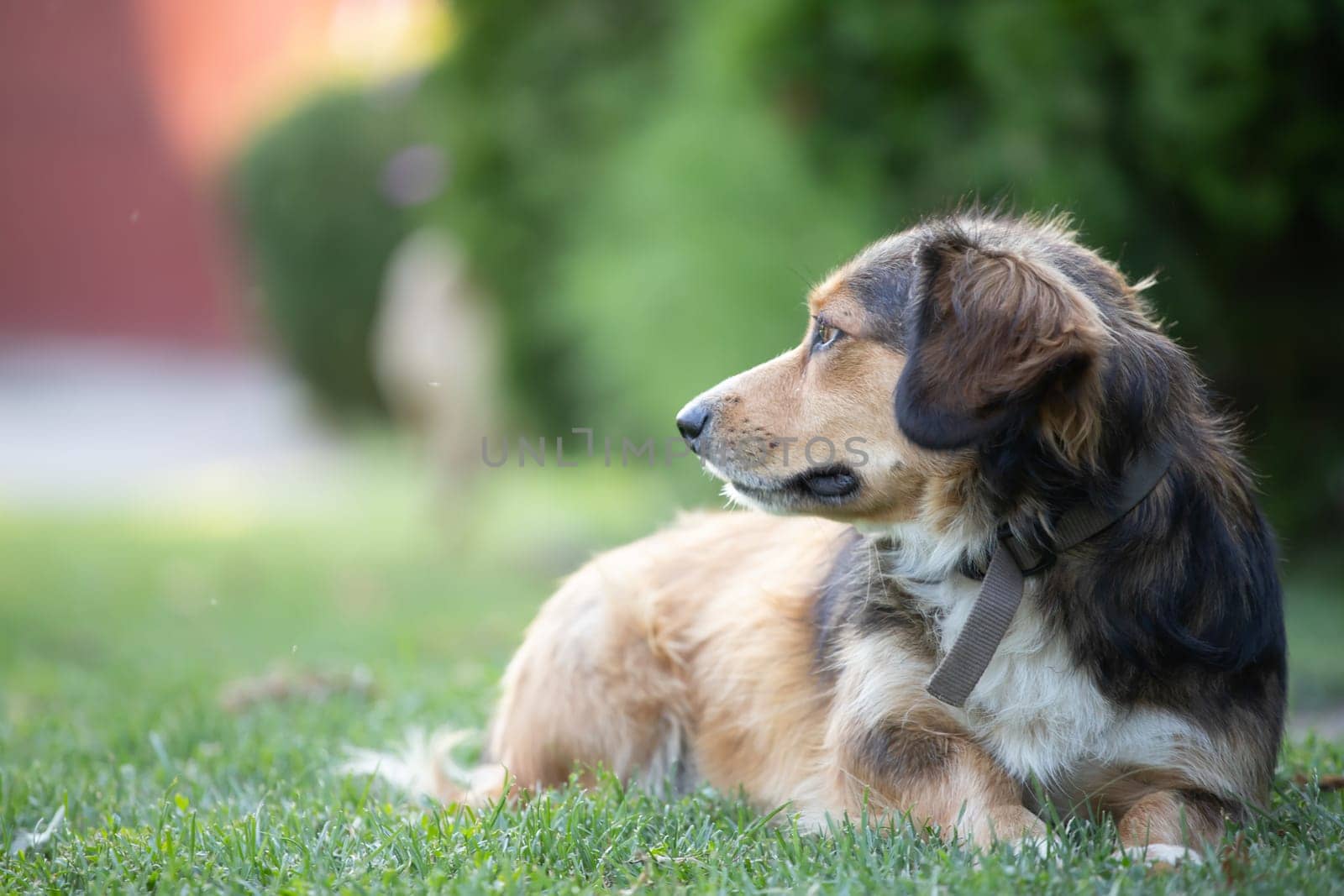 Portrait photo of an adorable mongrel dog