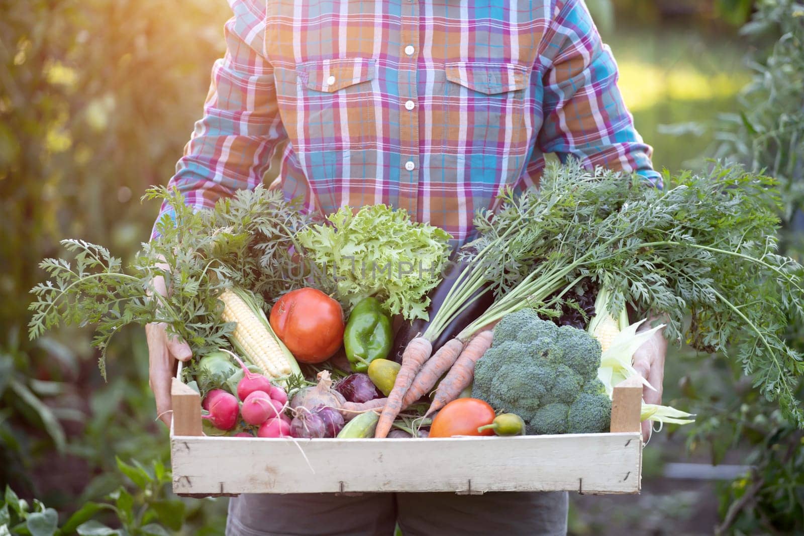 Farmer woman holding wooden box full of fresh raw vegetables. Growing organic food concept