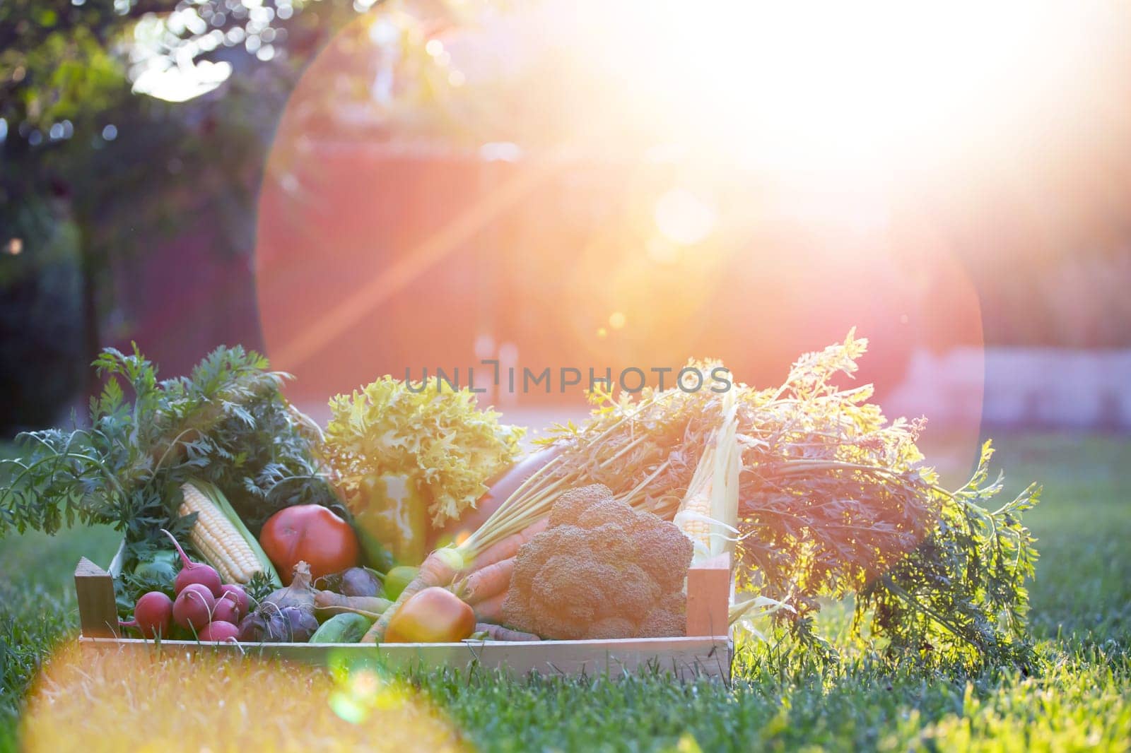 Fresh bio vegetable in a wooden box. The concept of healthy food.