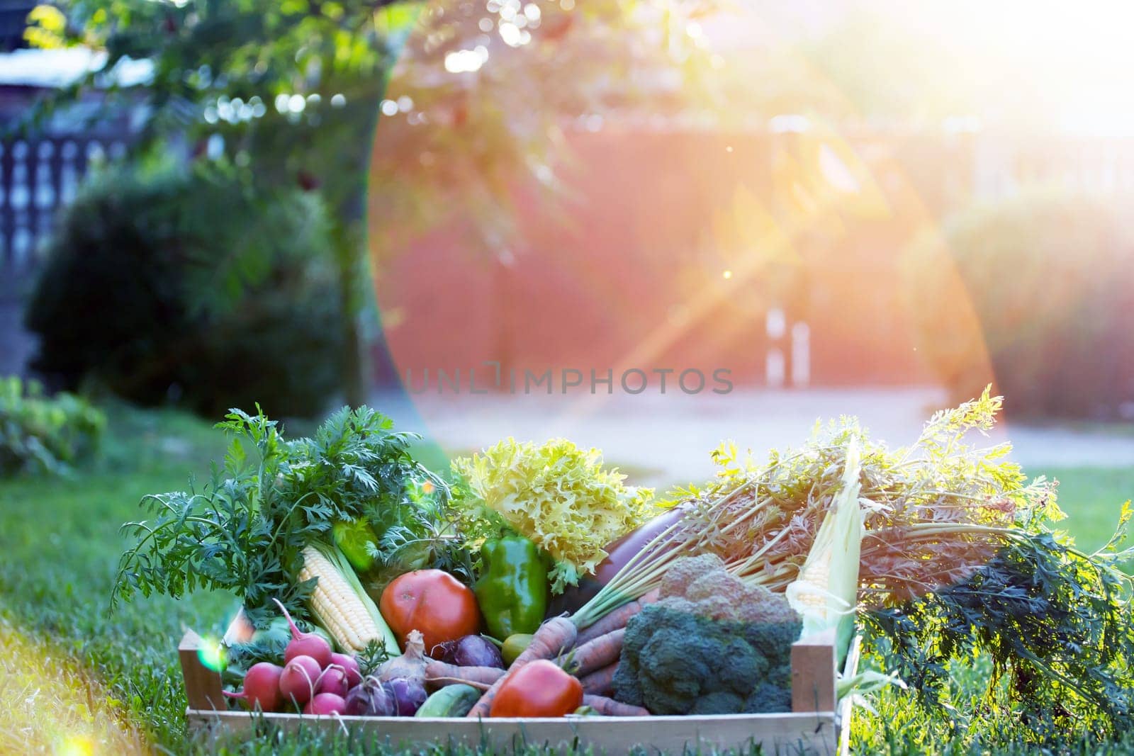 Fresh bio vegetable in a wooden box. The concept of healthy food.