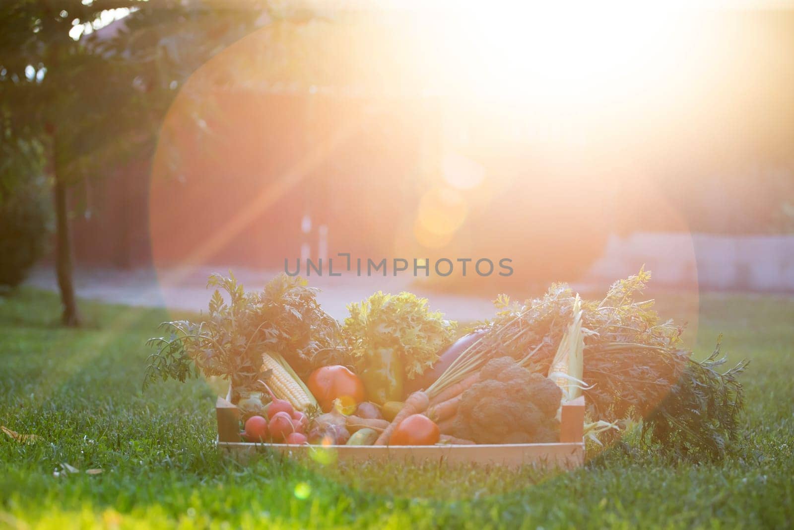 Fresh bio vegetable in a wooden box. The concept of healthy food.