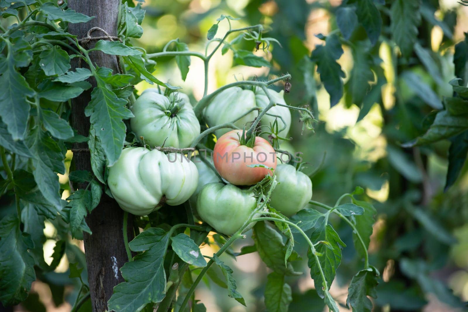 Ripe and unripe tomatoes grow in the garden.