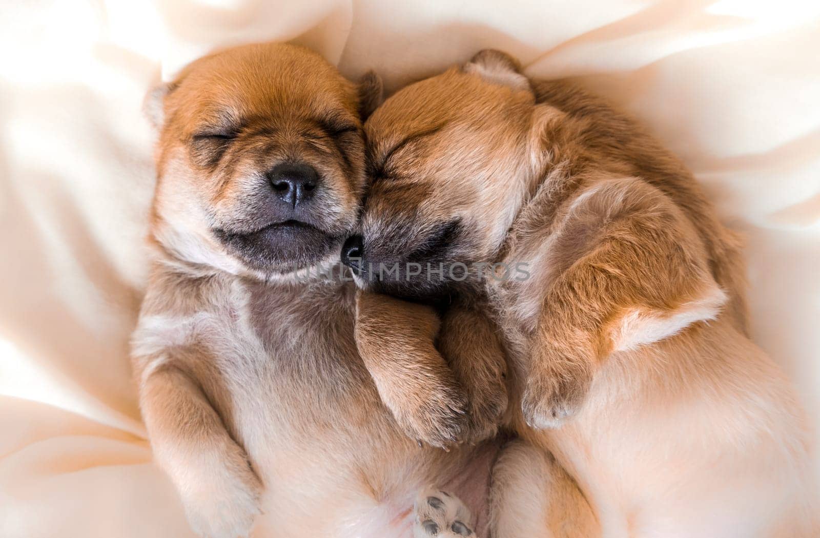 Cuddly newborn puppies in sweet dreams sleeping together