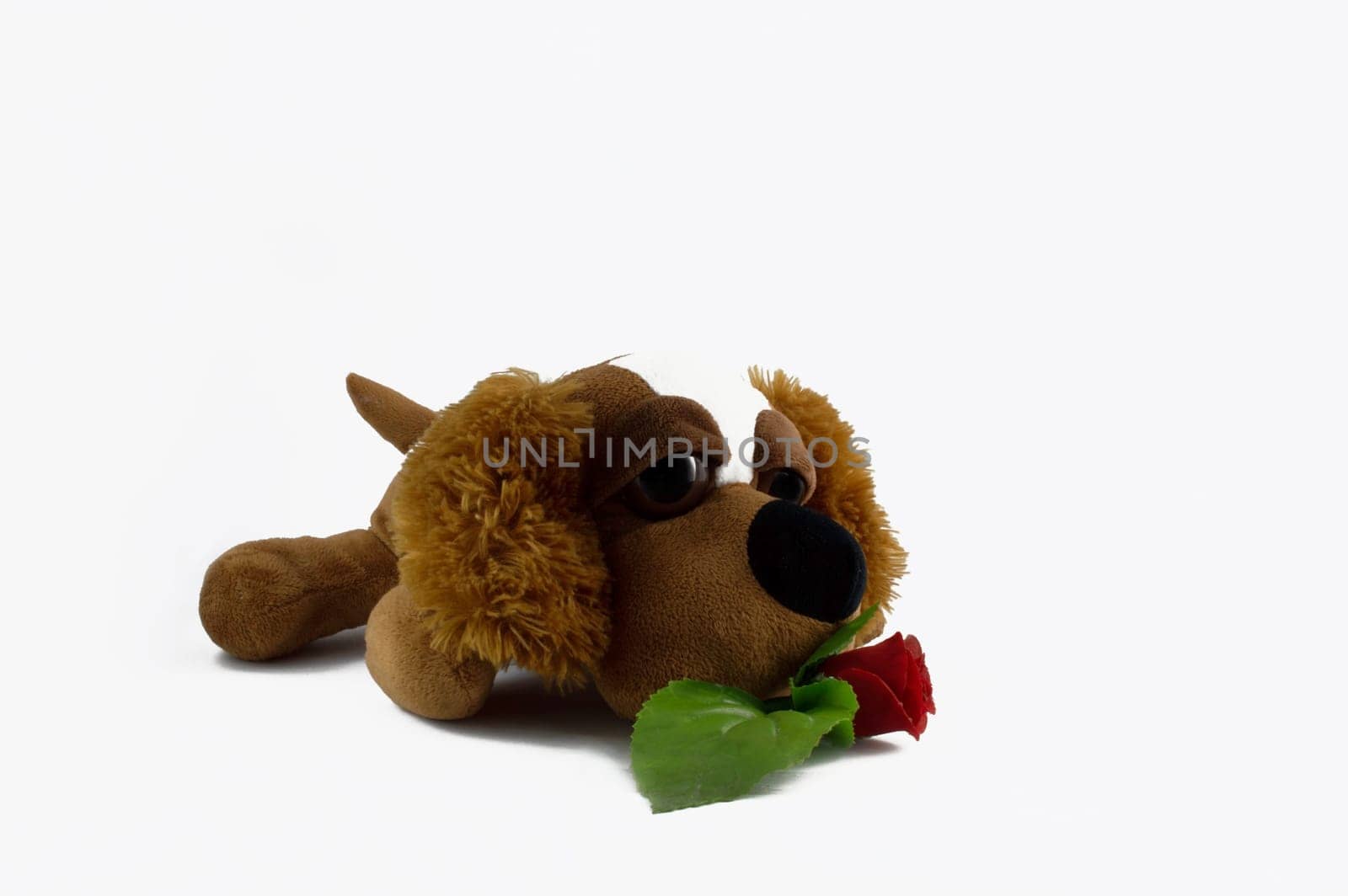 dog toy that brought the red flower