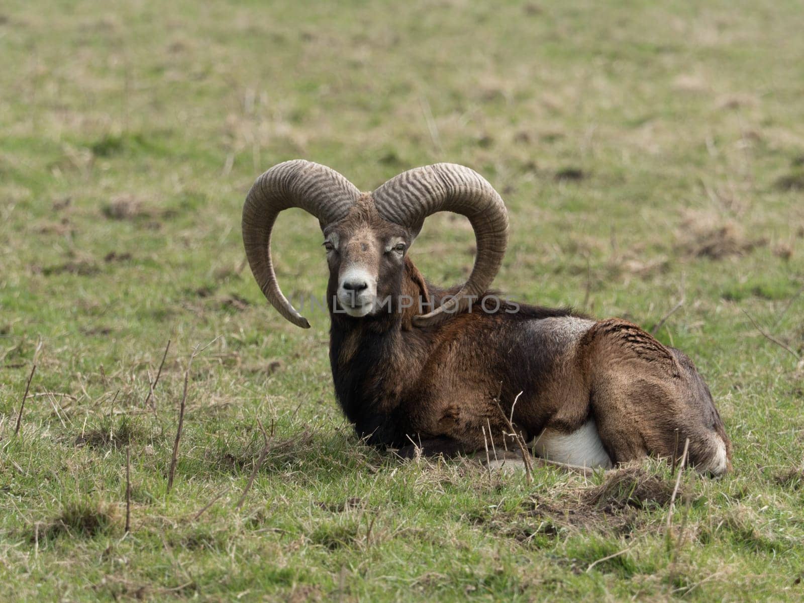 Mouflon