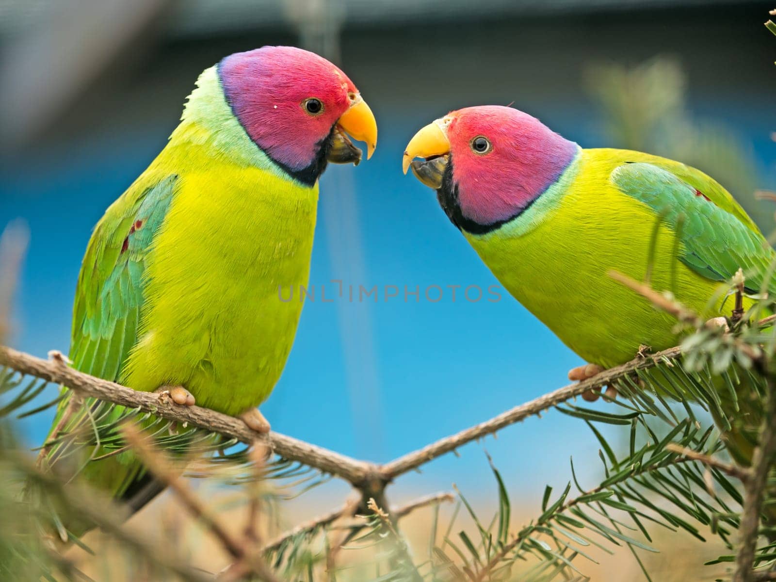 two canaries