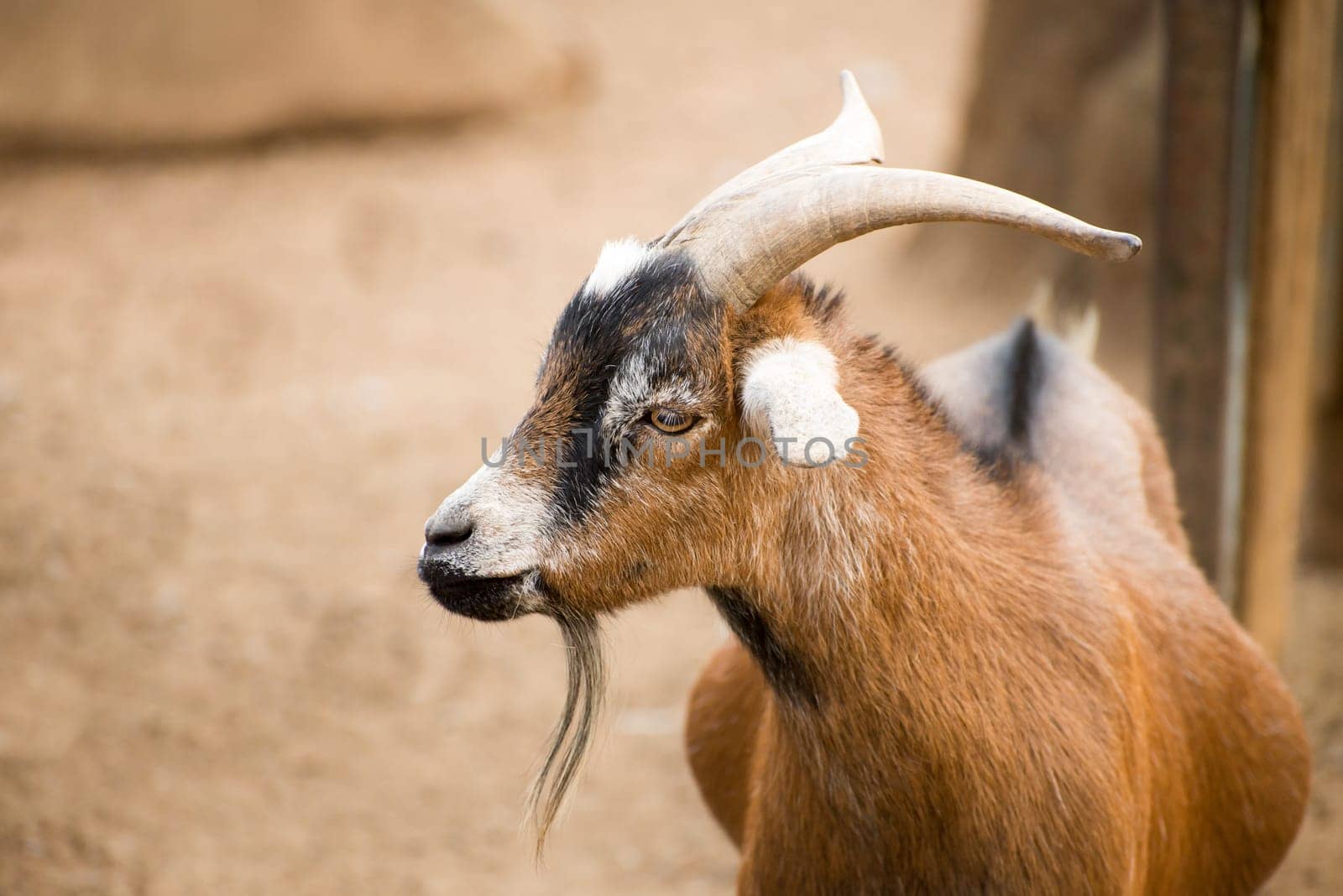 A portrait of a brown pygmy goat in it's inclosure on a farm.
