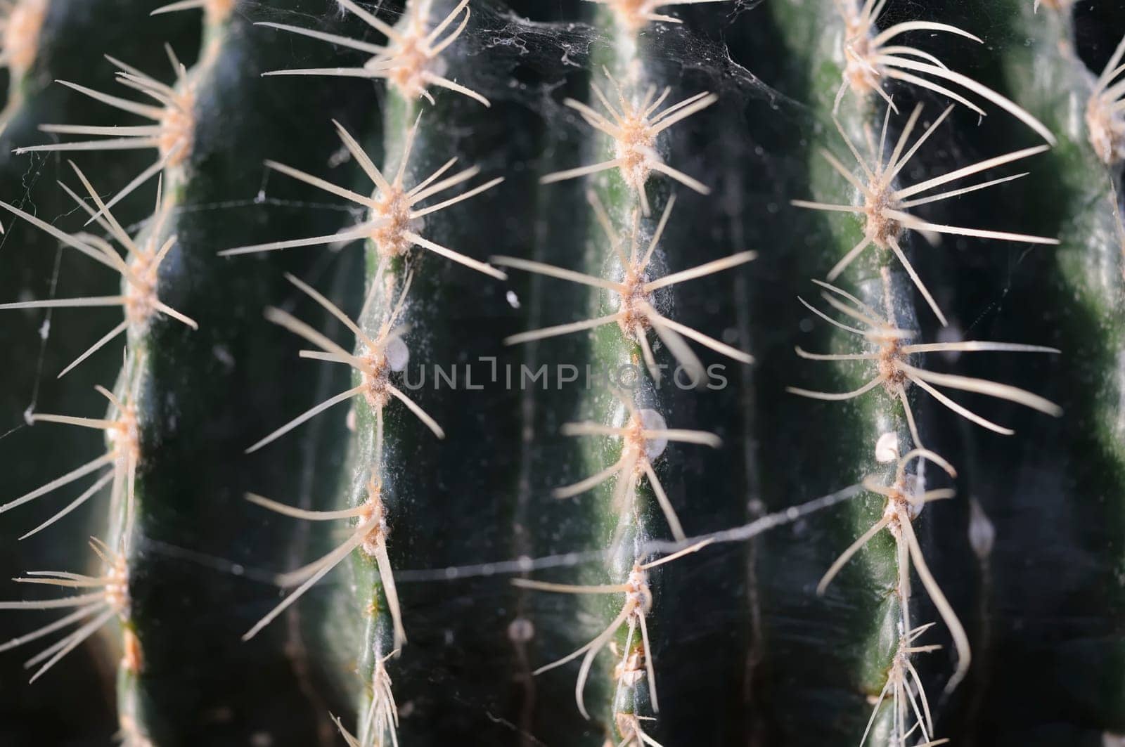 Cactus