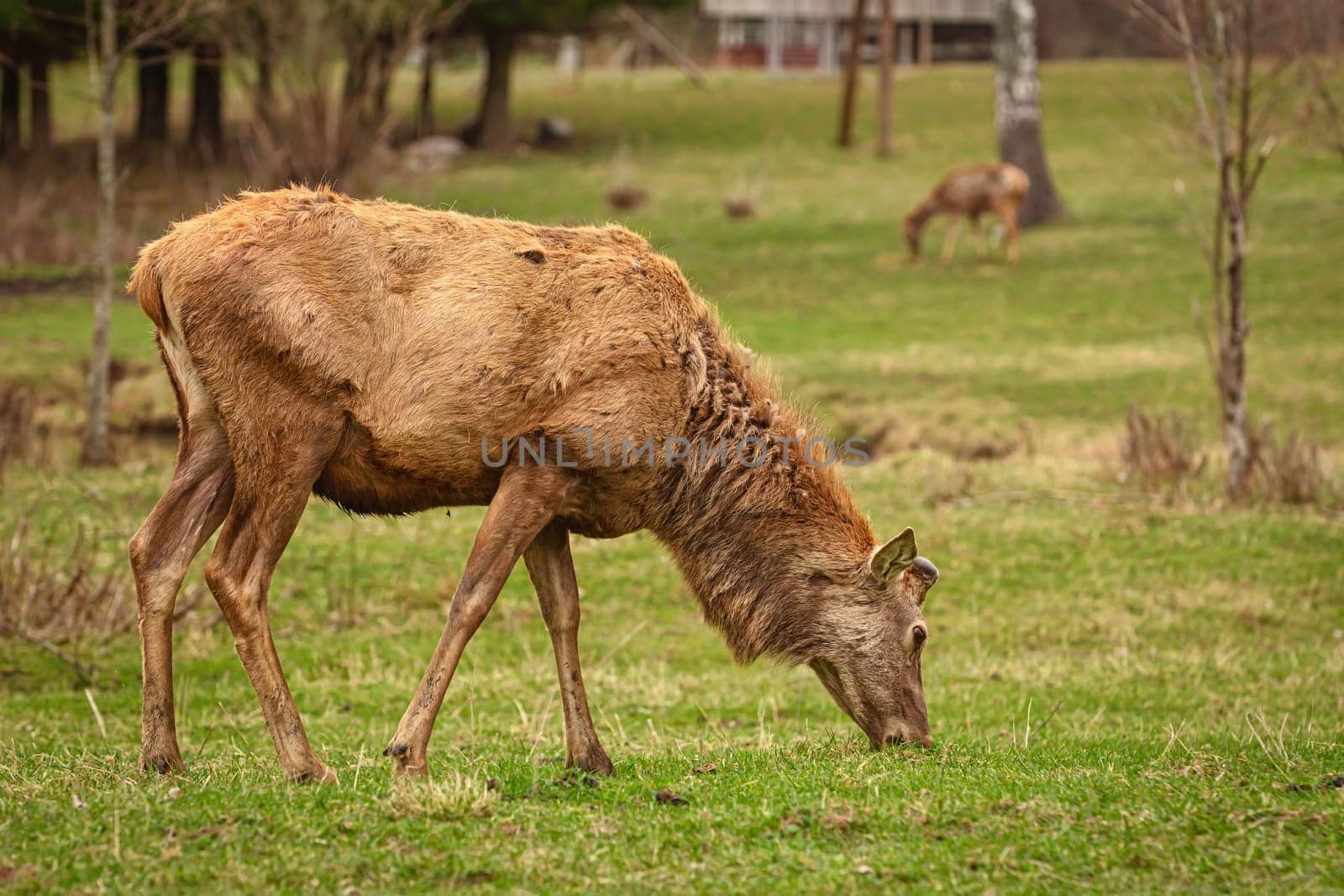 Deer on a pasture land in the countryside