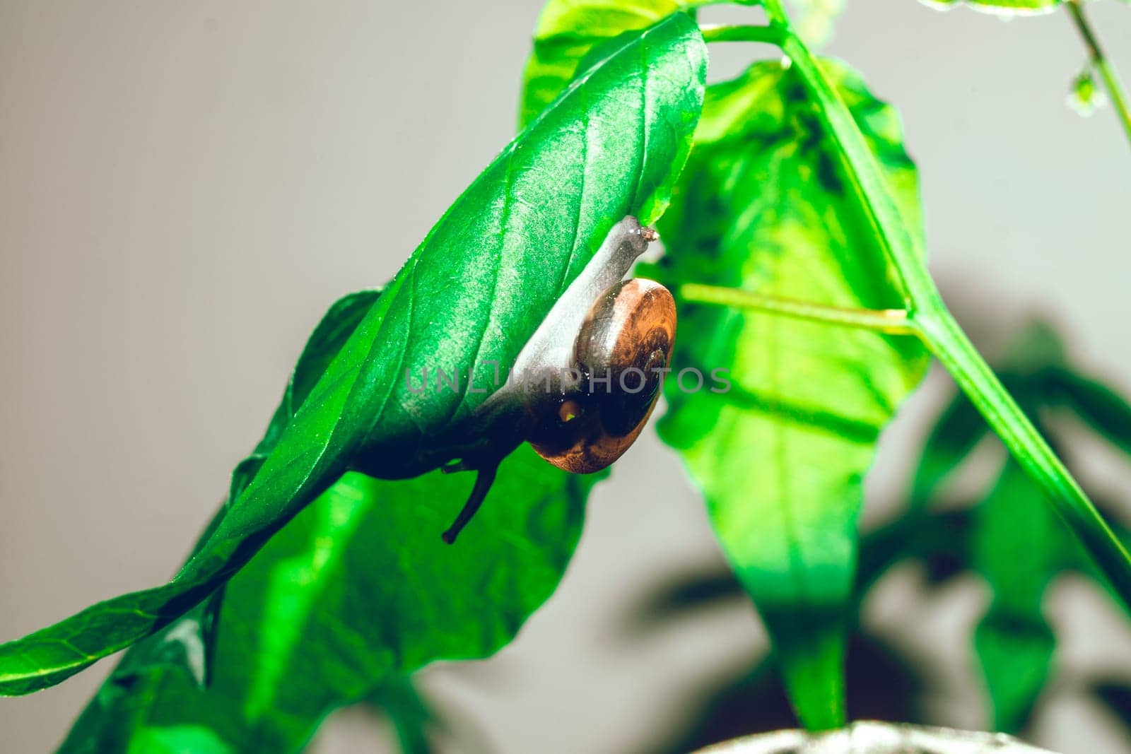 leaf with snail in shell crawling on tree in garden