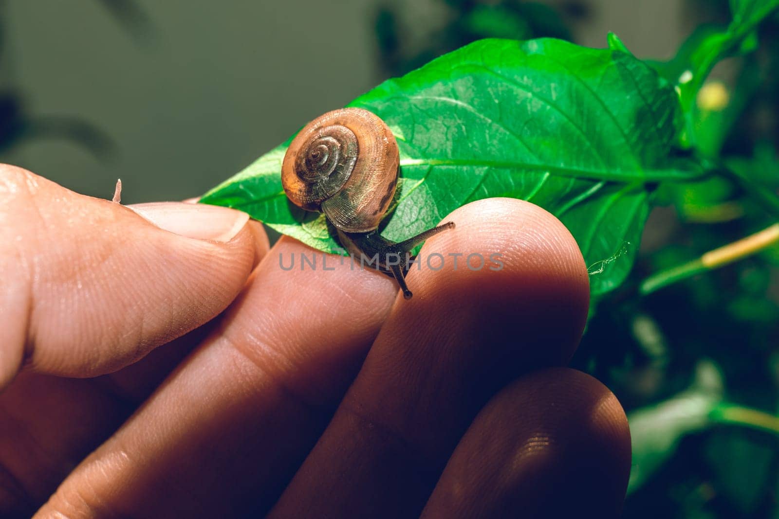 Hand hold leaf with snail in shell crawling on tree in garden
