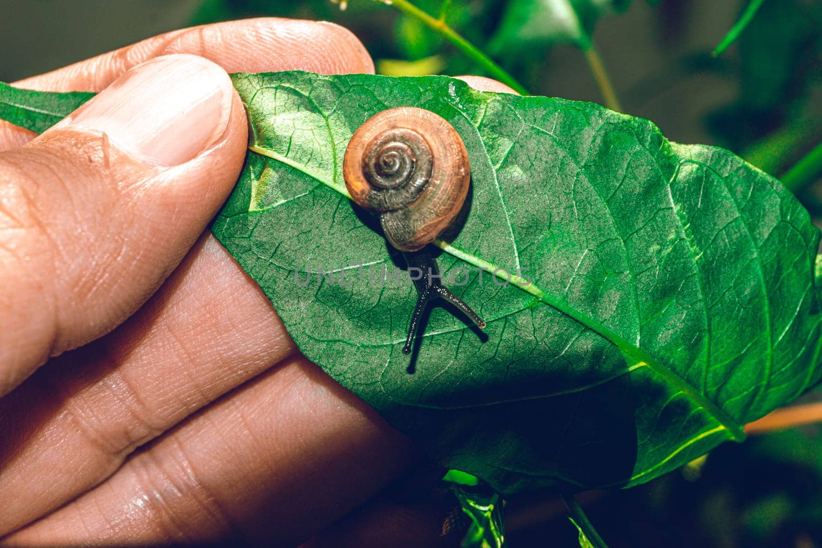 Hand hold leaf with snail in shell crawling on tree in garden