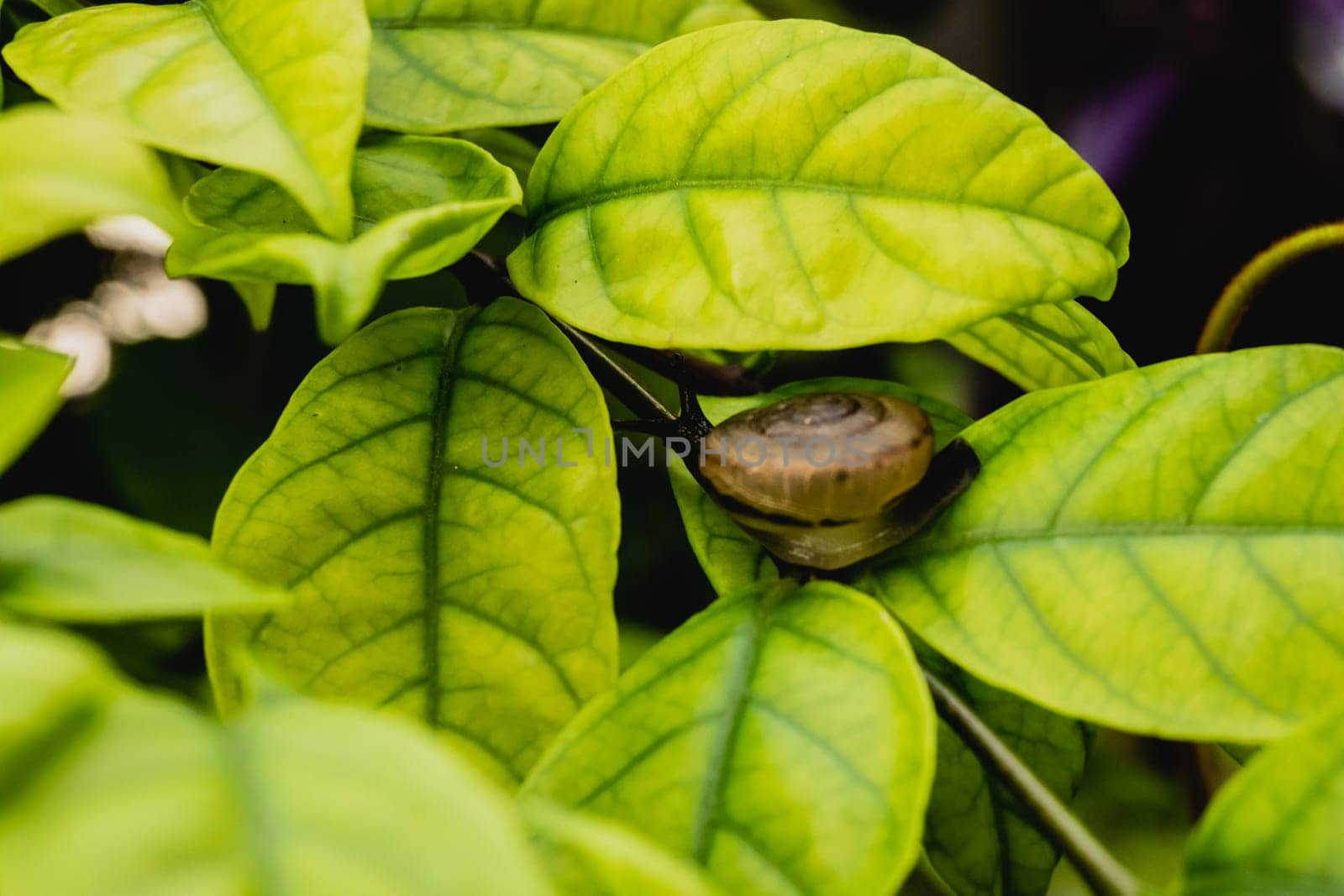 leaf with snail in shell crawling on tree in garden