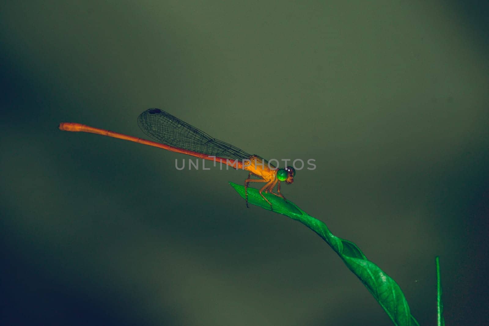 Dragonfly hold on dry branches and copy space. Dragonfly in the nature. Dragonfly in the nature habitat. Beautiful nature scene with dragonfly outdoor. a background wallpaper