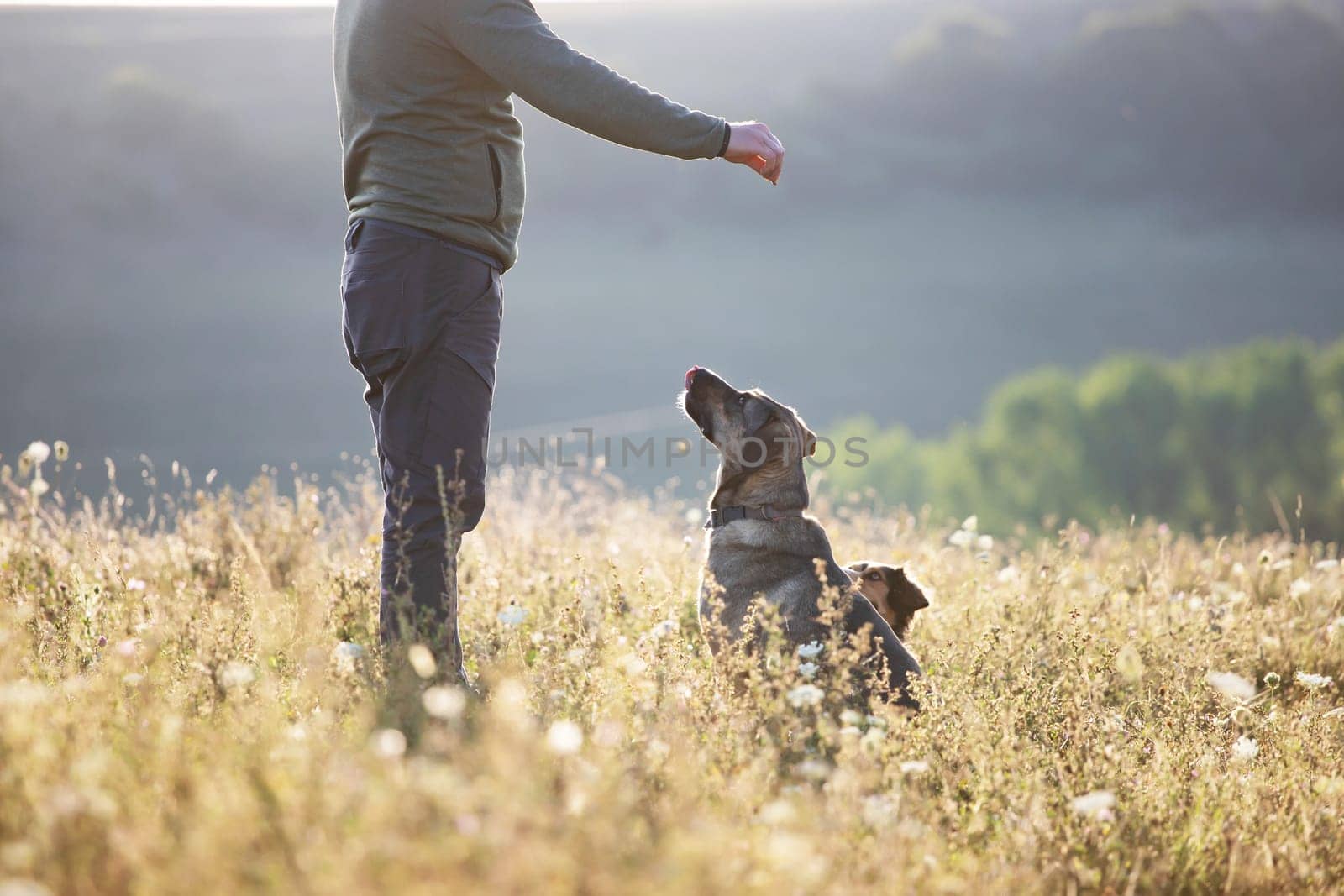 Man teaching and training his dogs outdoor in summer sunset.