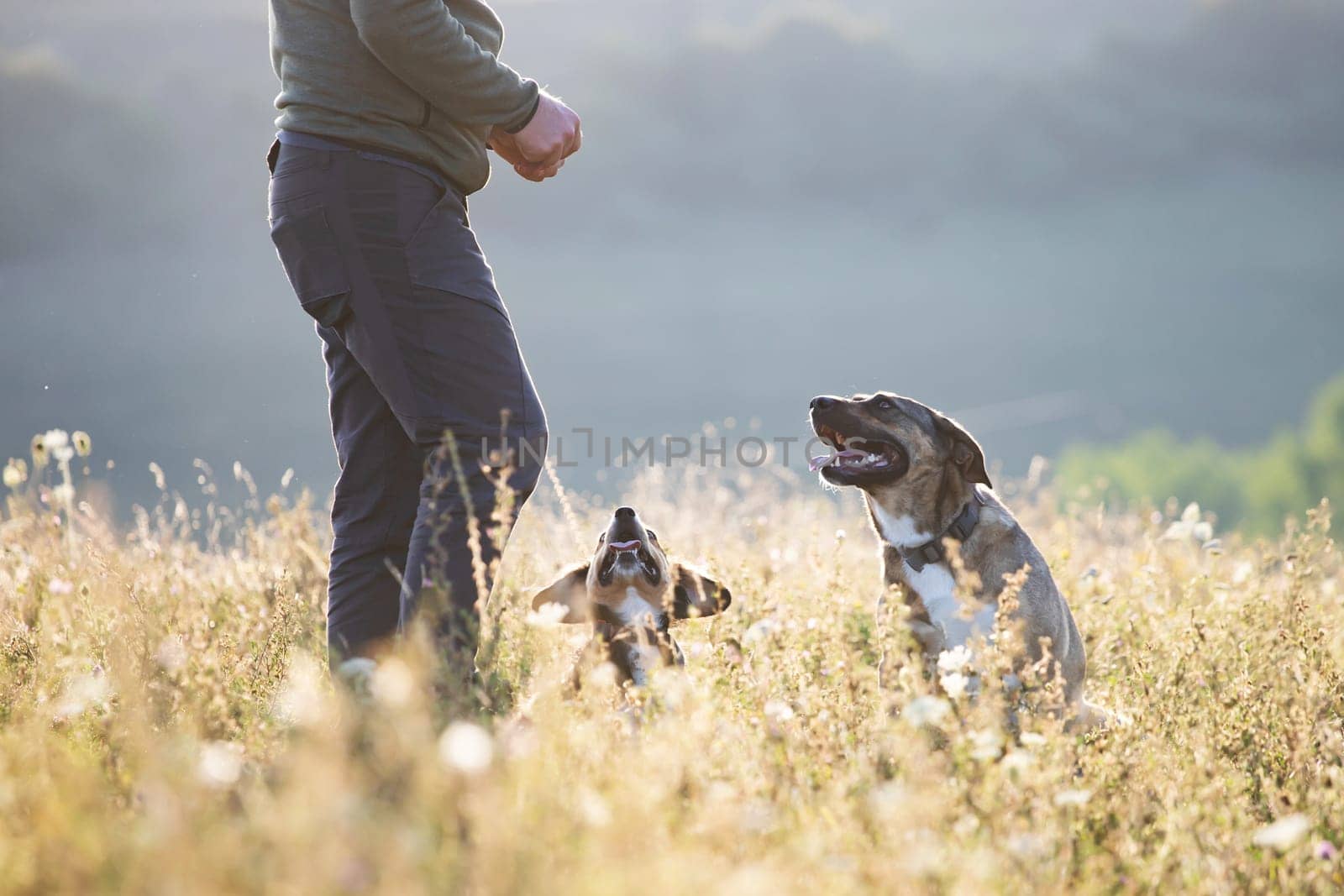 Man teaching and training his dogs outdoor in summer sunset.